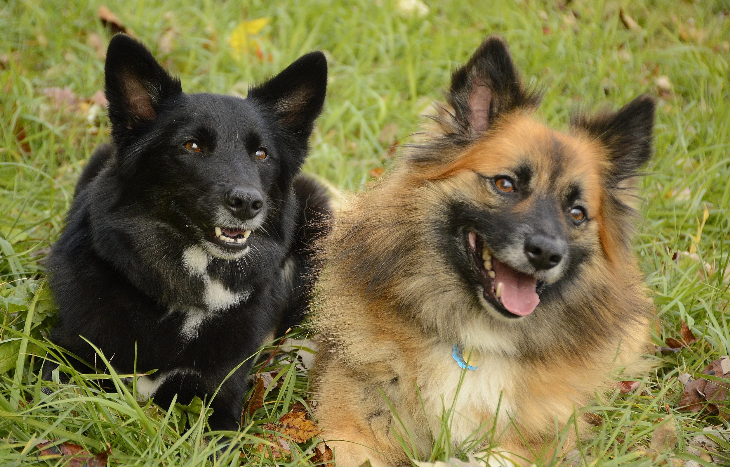 Elva and Calvin December 23, 2018