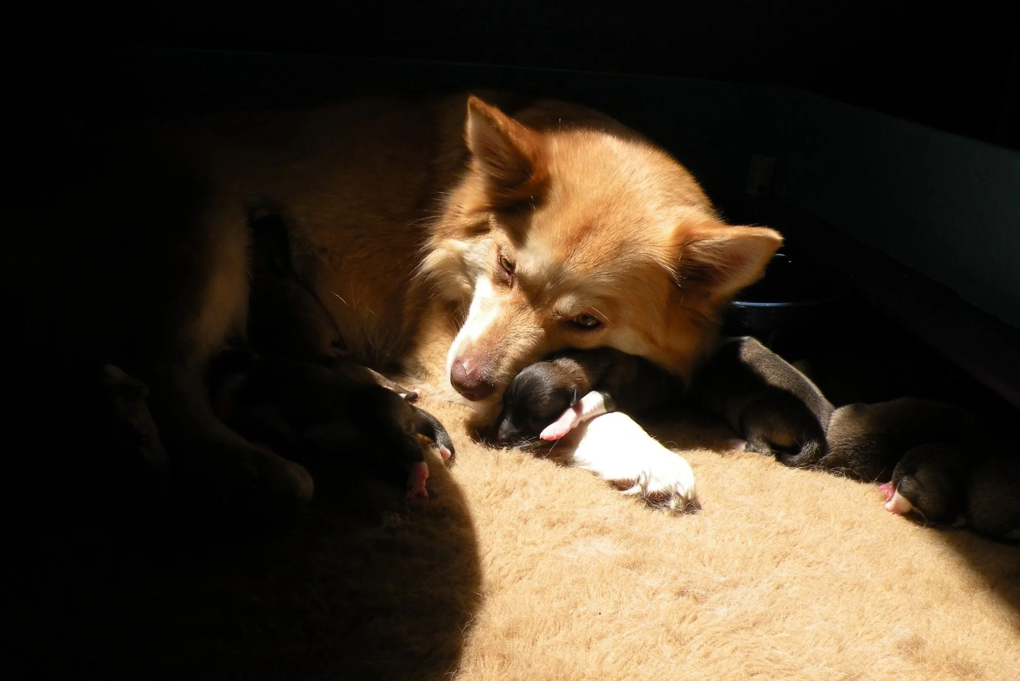 Vera and her babies.JPG