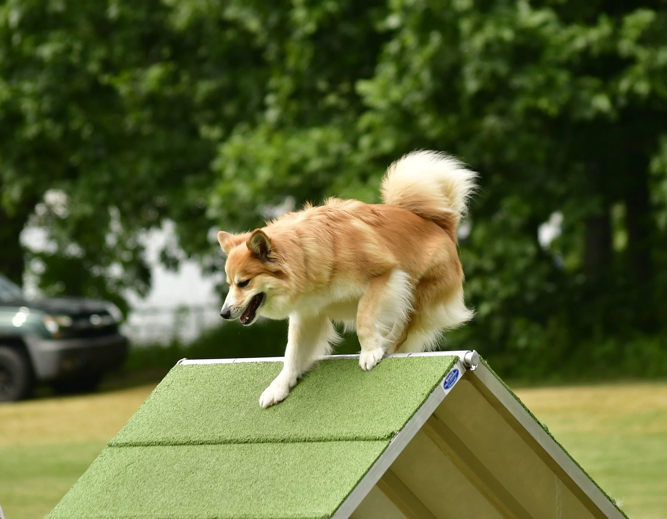 Nora agility A frame 3.JPG