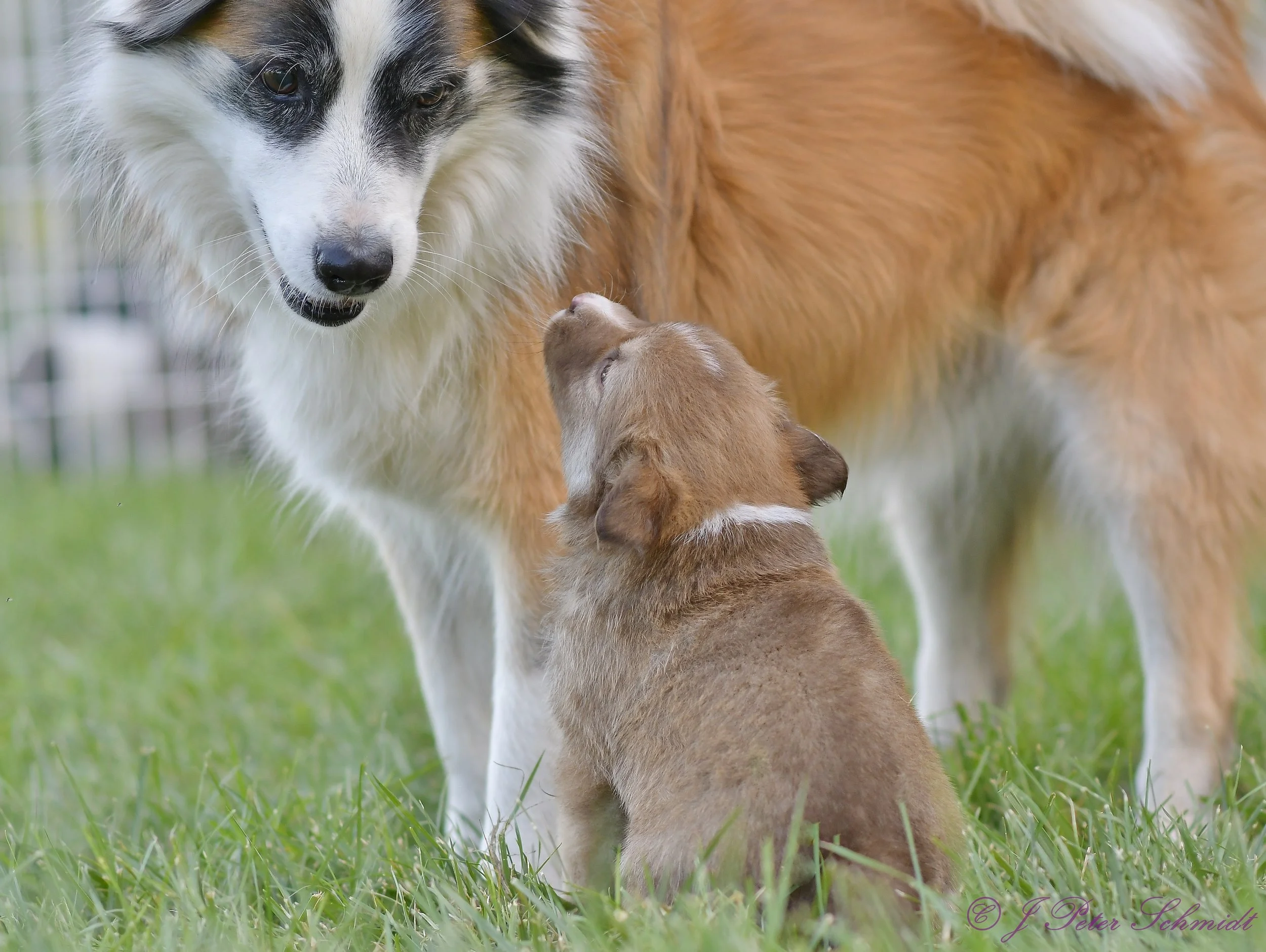 Laki was always good with the puppies