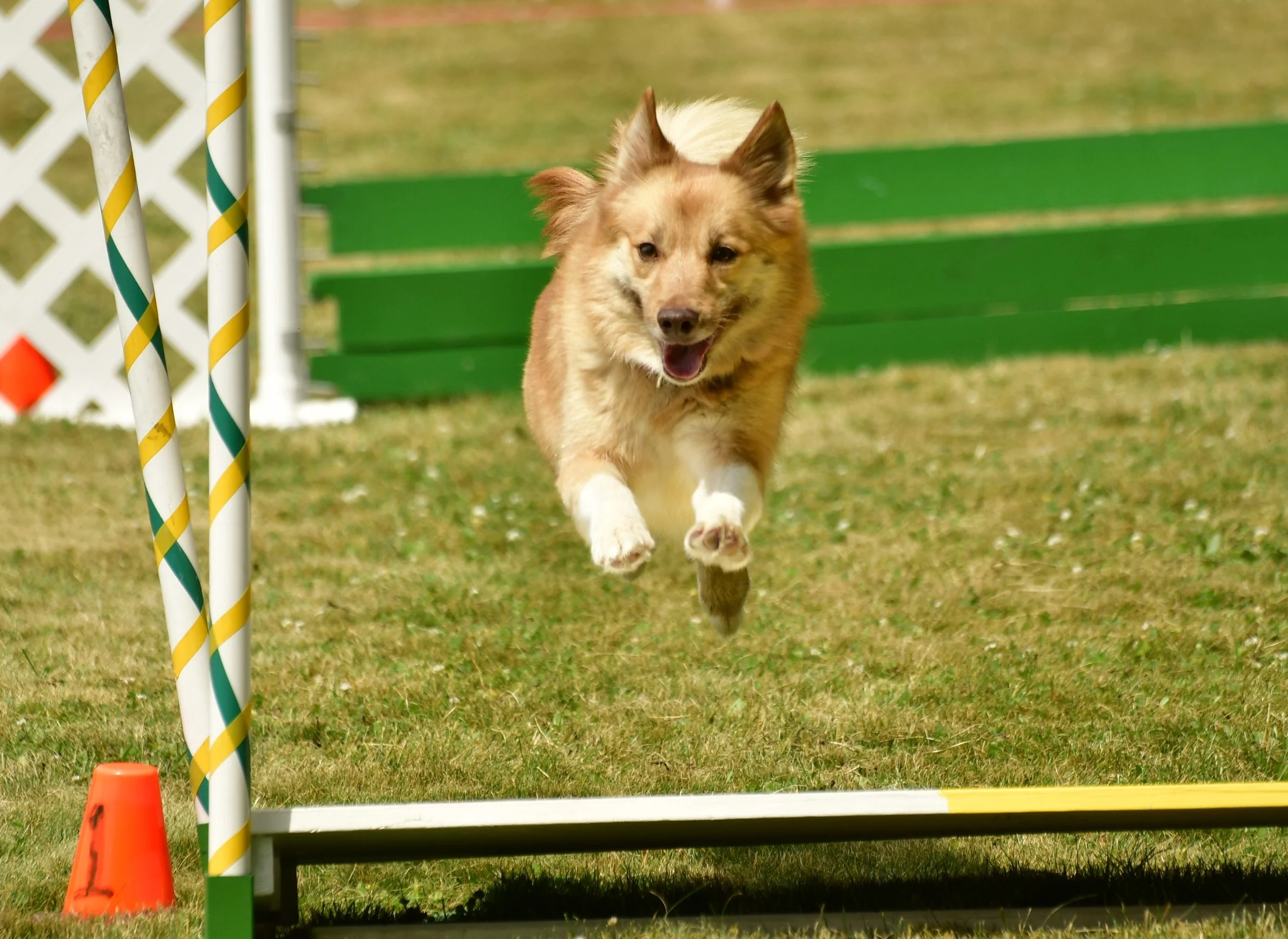 Secret agililty broad jump.JPG