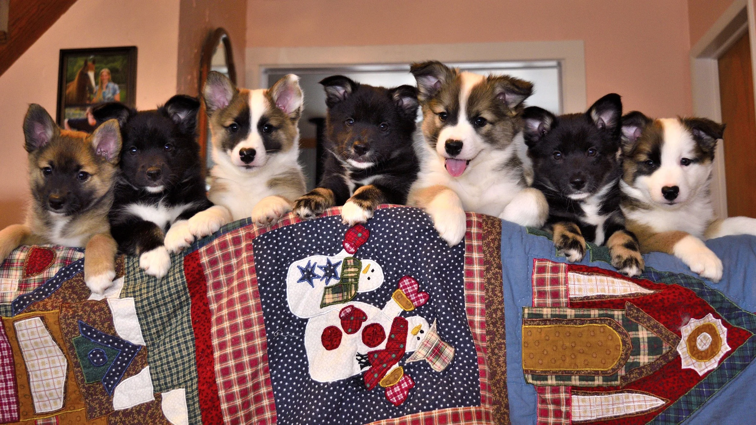 Laki and Elva litter