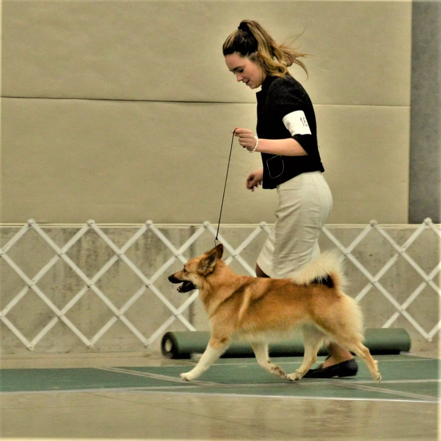 secret lexie gaiting dog show.JPG