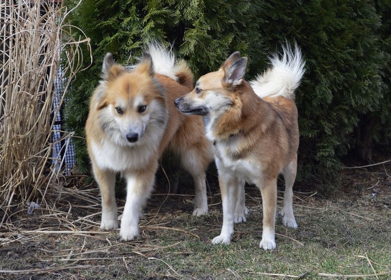 Enja and Sako April 7, 2017