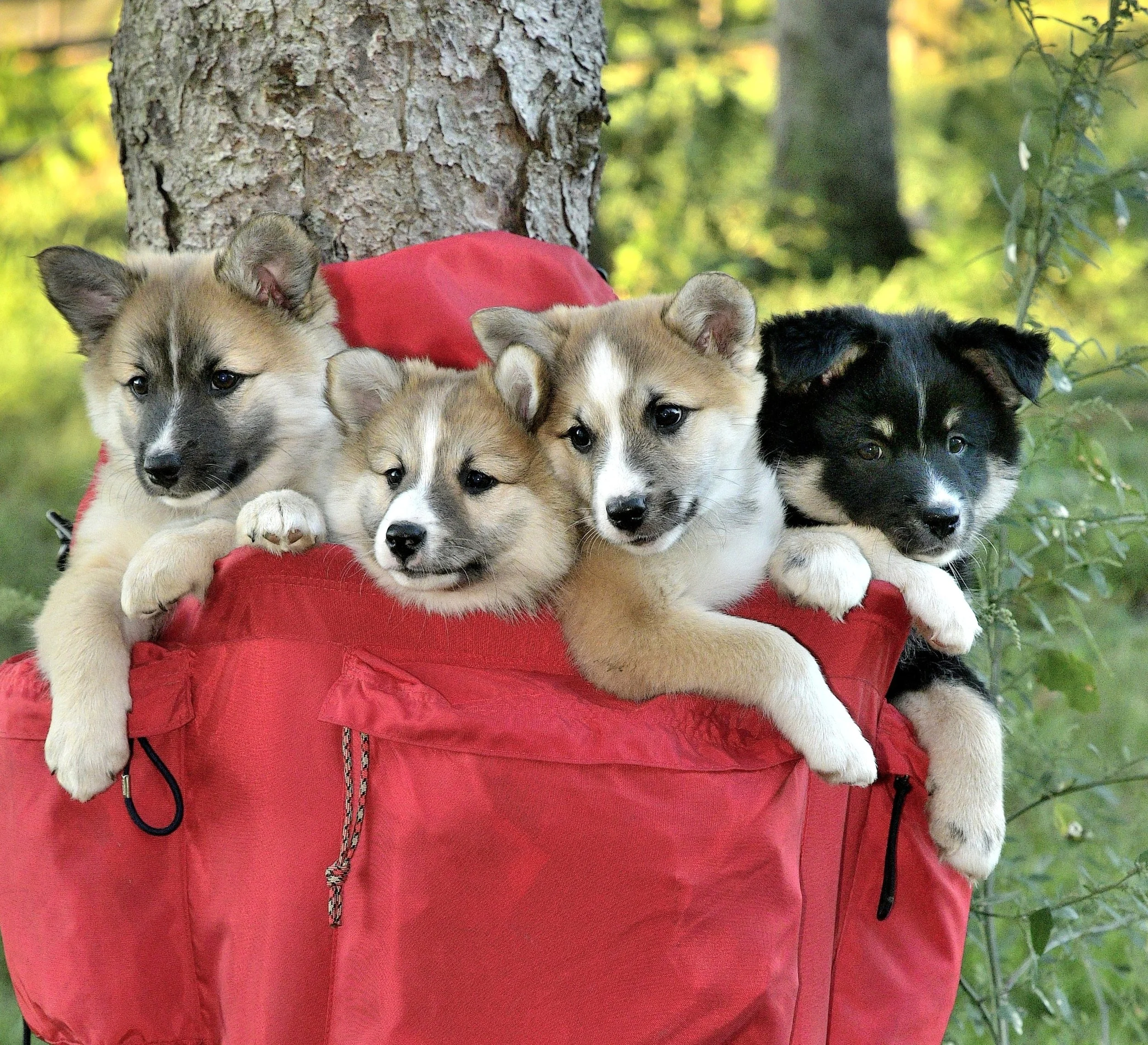 Enja and Tobbi litter