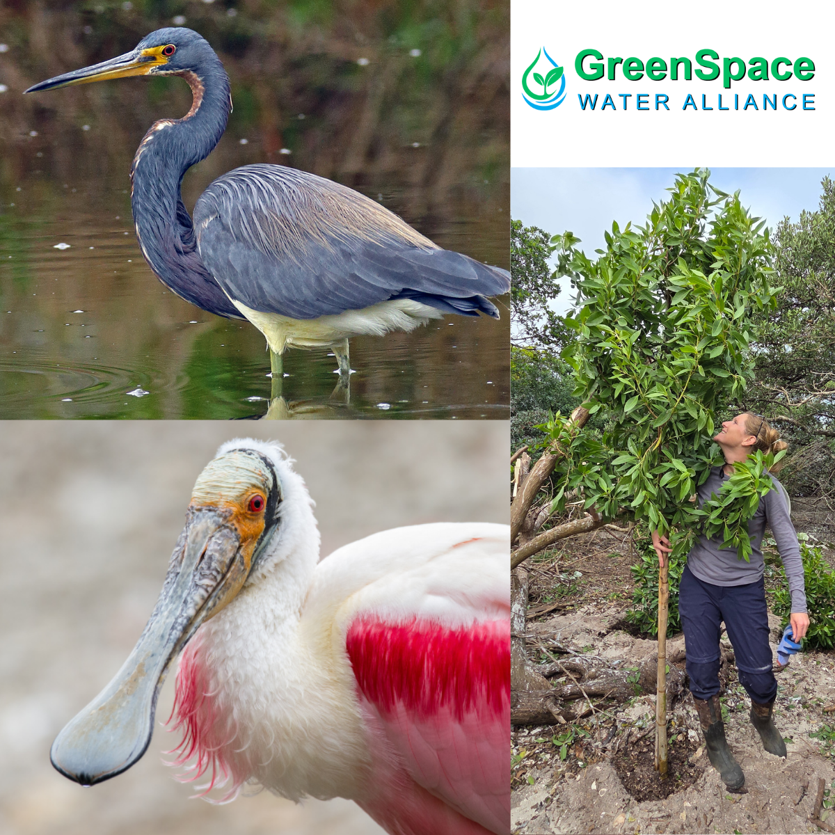 Indian River Lagoon Rookery Restoration Improves Habitat For FL Threatened Species - Indian River County