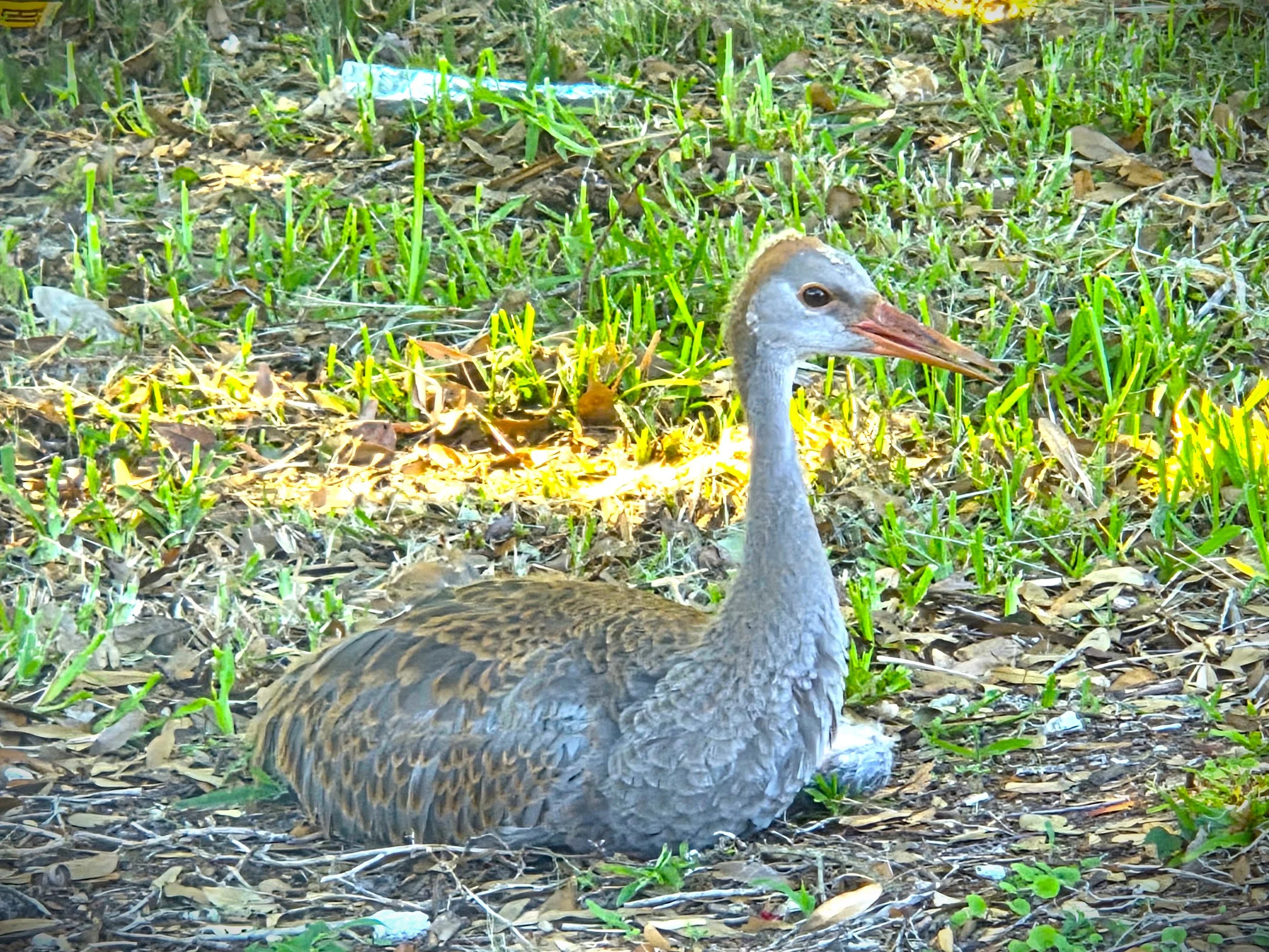 Young Sandhill Crane, Brevard FL