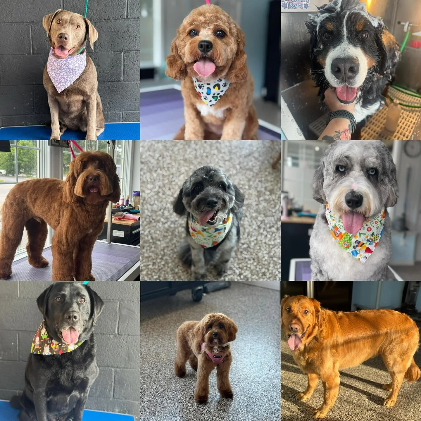 Holiday grooming schedules fill up quicker than treat jars around here&hellip; so don&rsquo;t wait! Book your pup&rsquo;s Thanksgiving and Christmas grooms soon 😁

#dogsofinstagram #doggroom #doggroomingsalon #grooming #holidaygrooming #dogsofinsta 