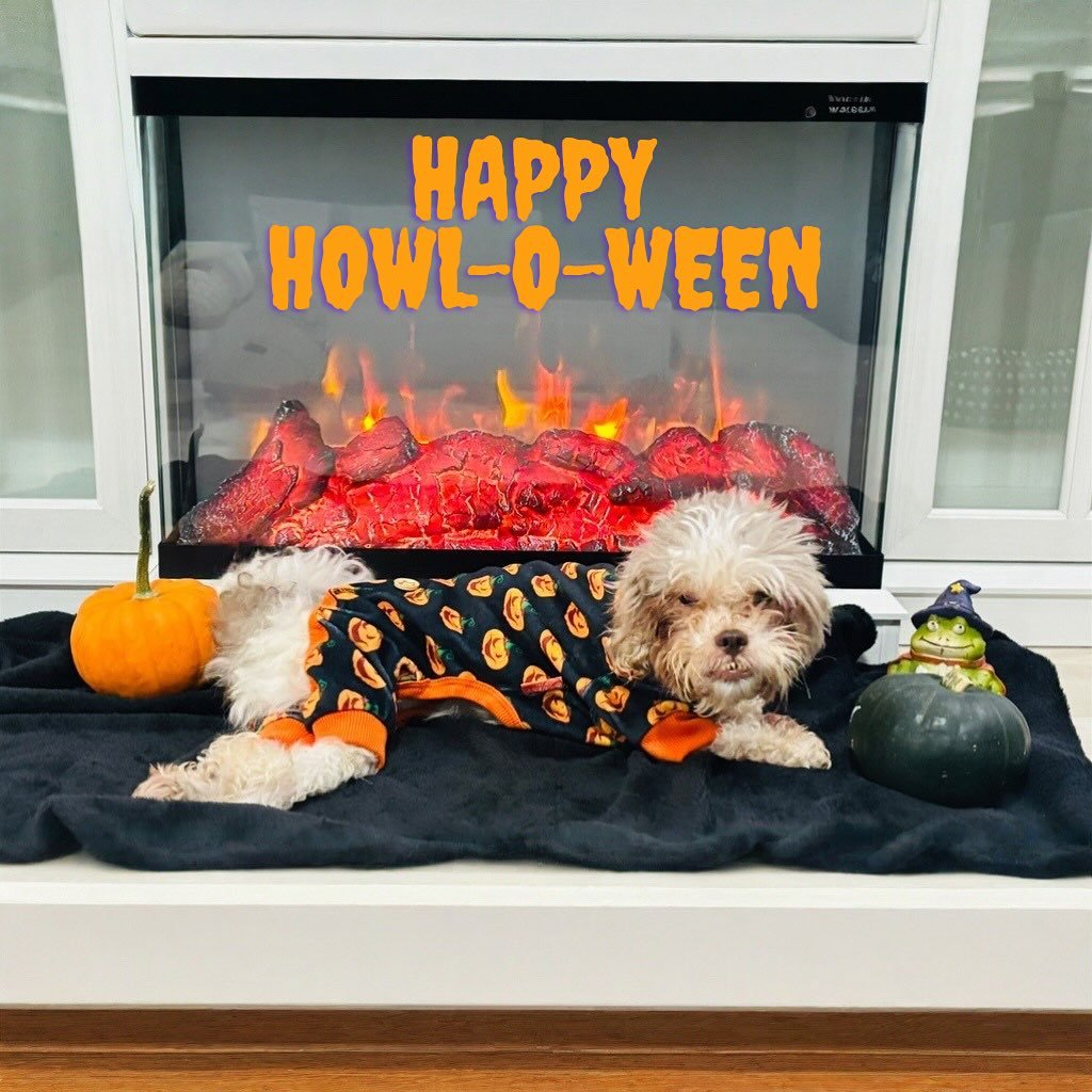 These pups aren&rsquo;t scared of obedience- only of running out of treats! 🐾💀

#dogtraining #dogtreats #happyhalloween #spookyszn #spookypup #doggroomer #doghydrotherapy #dogslife #dogsofinsta #dogsofinstagram #unstoppablek9