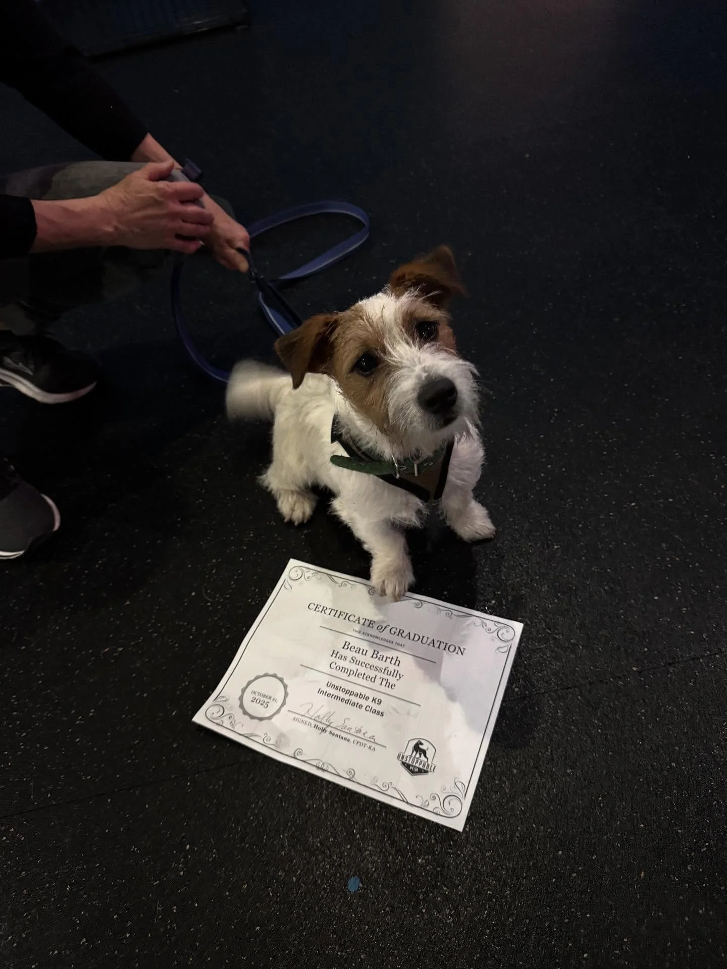 Round of apaws 🐾👏🏼 for our most recent Intermediate Class graduates!

#dogsofinstagram #dogtrainer #dogtraining #obedience #obediencetraining #leashwalking #leashwalkingskills #doggroupclasses #fearfreedogtraining #dogsofinsta #dogtrainingvideos #