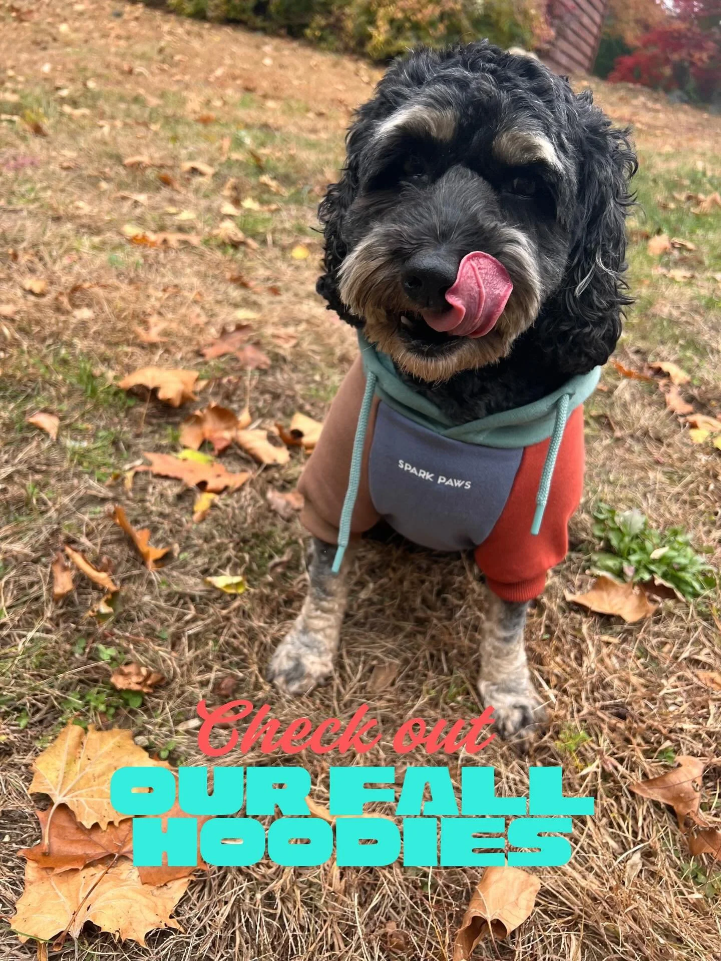 Fall fashion isn&rsquo;t just for humans 🍁🐾 Our cutest client Walter showing off the new hoodie he got from us at UK9! Check out our new fall pup-approved hoodies and gear on our retail wall 😊 

Thank you to @emmz_shay for bringing us some tasty h