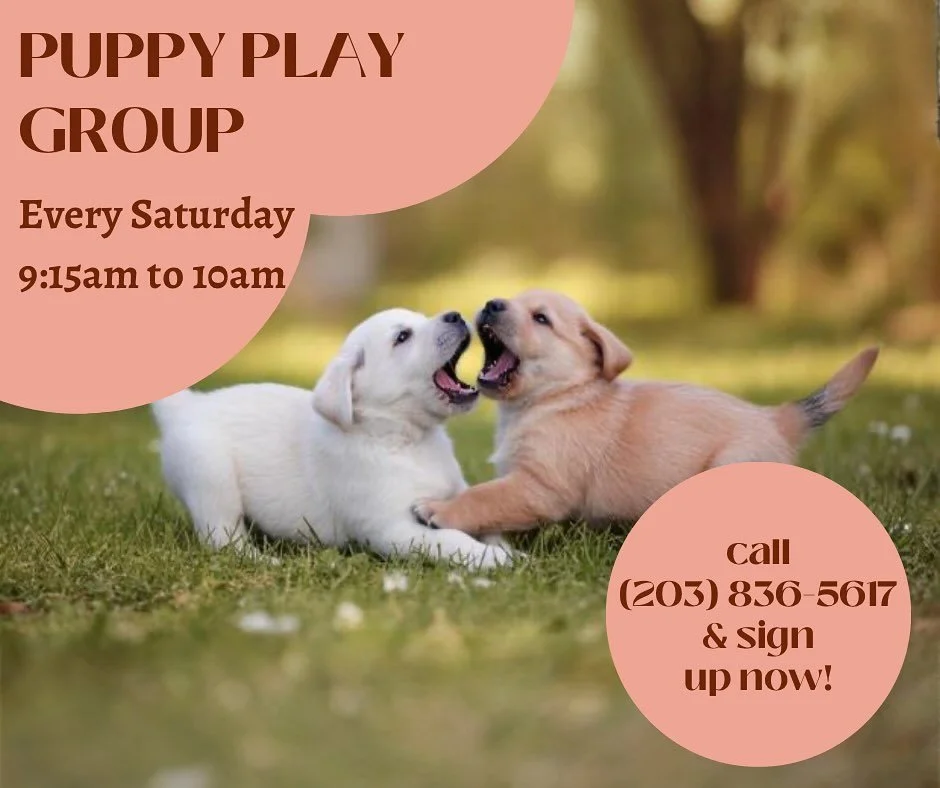 Interested in having your puppy socialize with other pups? We offer PUPPY PLAY GROUP every Saturday from 9:15am to 10am!
Socialize, learn, and play! Our puppy playgroup is perfect for your growing pup 😁
Call, email, or DM us to get your dog set up!
