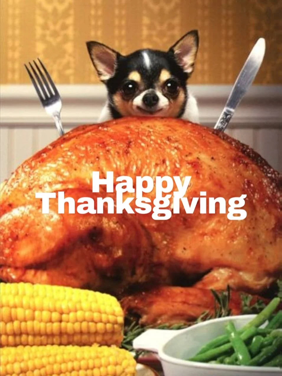 Our hearts (and treat bins) are full! Happy Thanksgiving to all our furry friends and their favorite humans 🍗🧡

#dogtraining #thanksgiving #dogsofinstagram