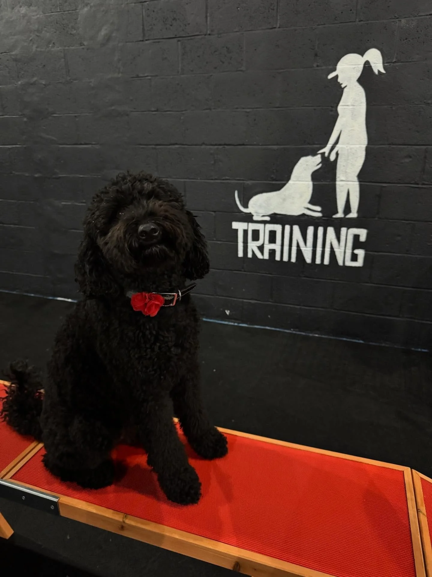 From confident jumps to thoughtful pauses - these pups put in the work!
Congrats to our agility + impulse control class graduates! 🐕✨

#dogtraining #impulsecontrol #agilitytraining