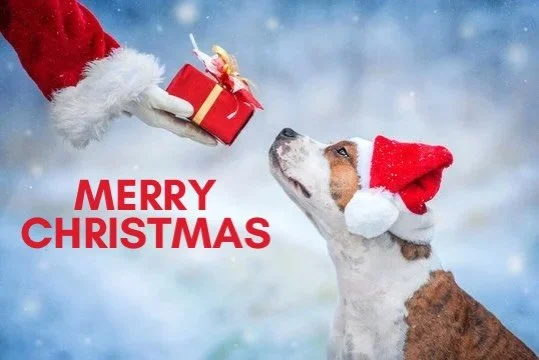 Merry Christmas to you and your pup from the Unstoppable K9 team 🐾🍪🎄

#dogsofinstagram #merrychristmas #dogchristmas #dogtraining #unstoppablek9