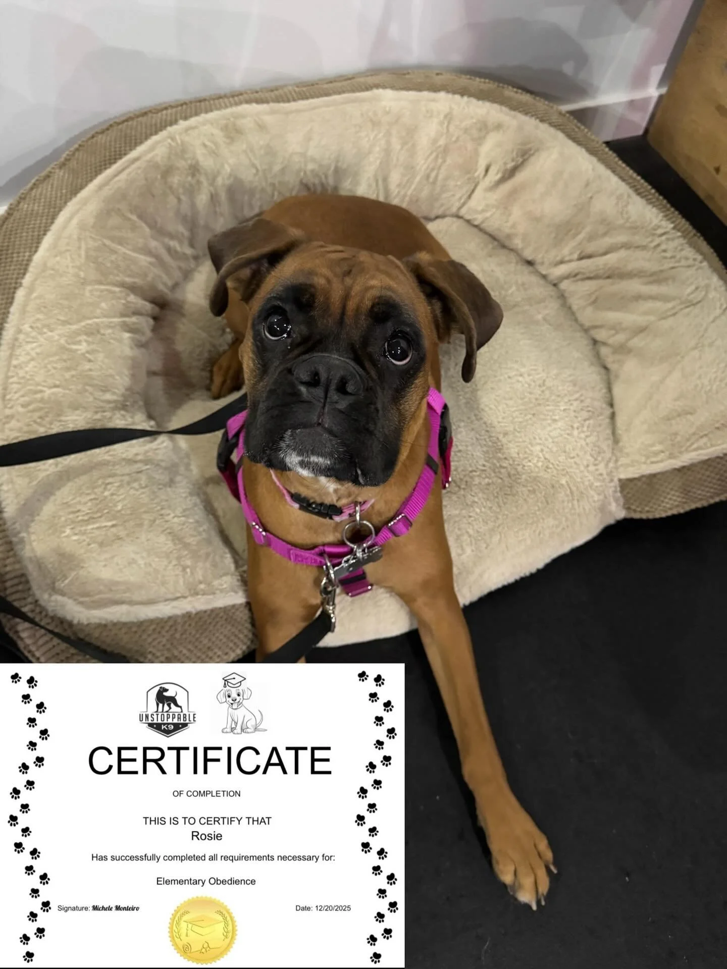 Our most recent Elementary &amp; Intermediate Obedience Class graduates 🎓🐾

#dogsofinstagram #dogtraining #obediencedog #dogclass #unstoppablek9