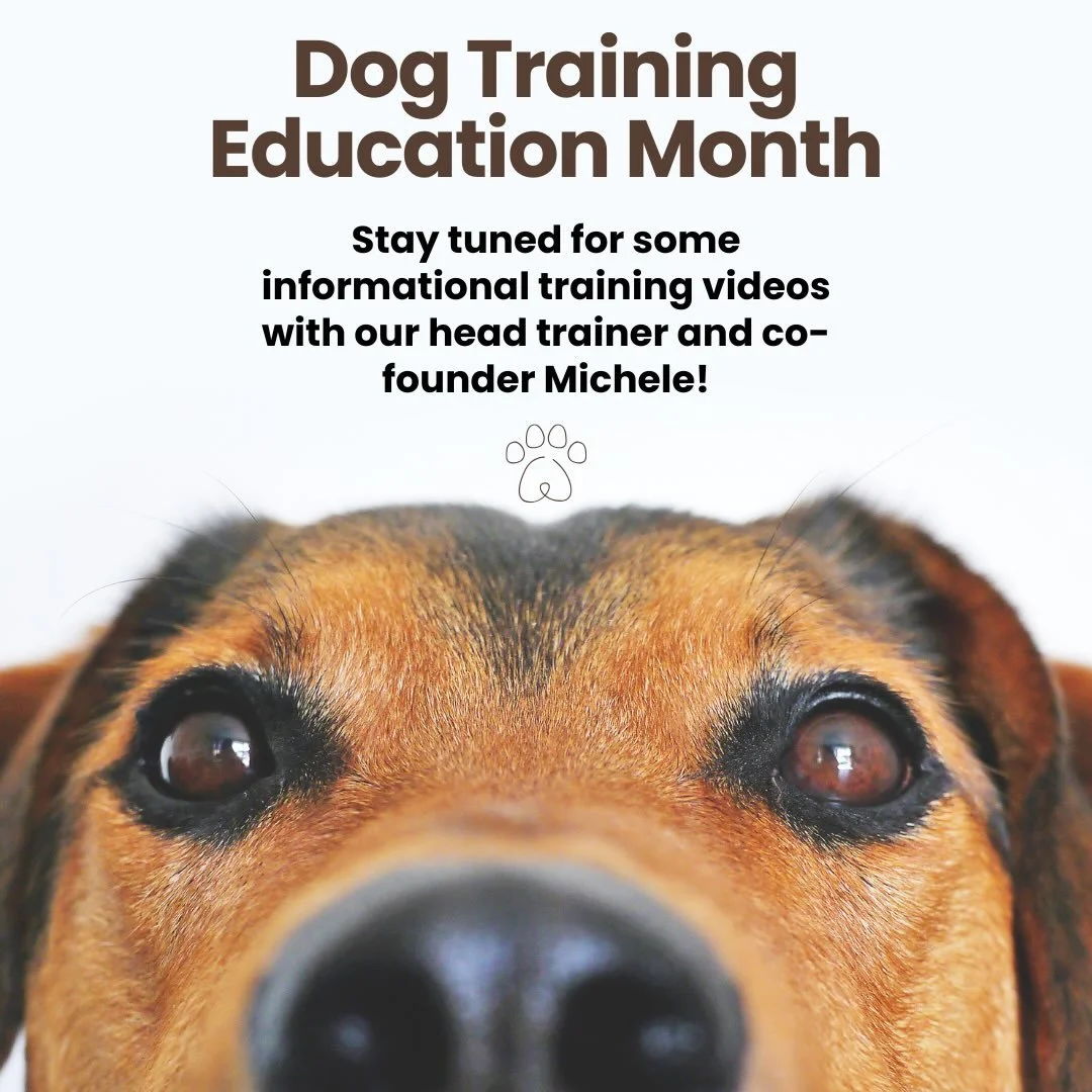 February is DOG TRAINING EDUCATION MONTH 🐾 keep an eye out for some informational Q&amp;A style videos this month with our head trainer and co-founder Michele 🐕

#dogtrainer #dogtraining #positivereinforcement #dogslife #unstoppablek9