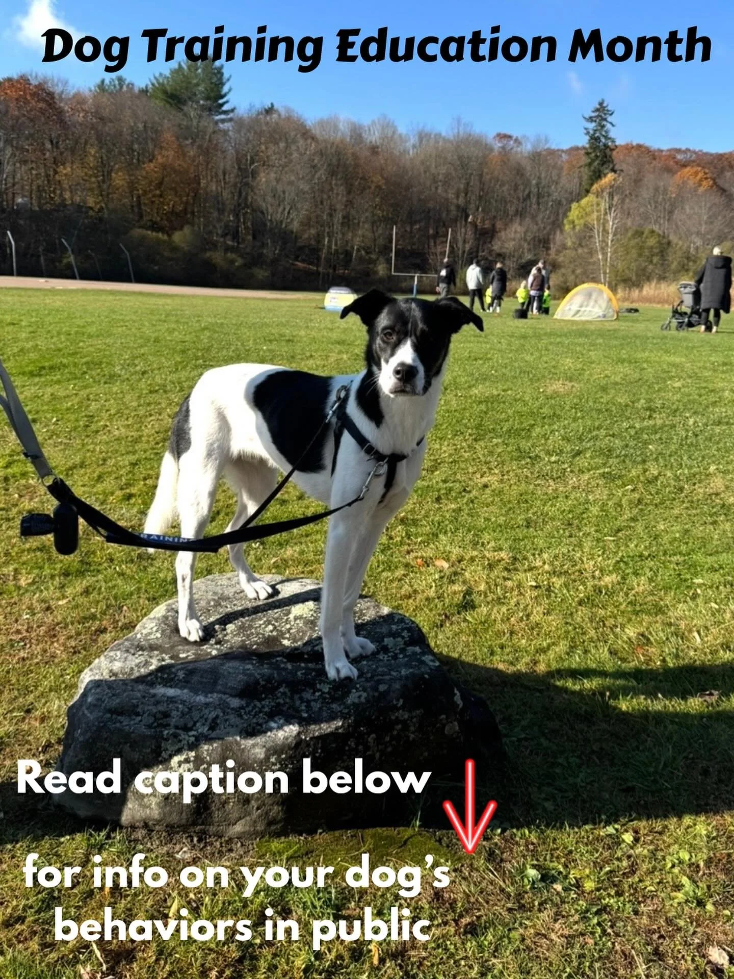 &ldquo;My dog is GREAT at home, but when we go out in public he is CRAZY! I don&rsquo;t know why!?&rdquo; 

Things to remember: this is NORMAL! Not all dogs are calm, cool &amp; collected (just like not all people are!) 

HOME = No or low distraction