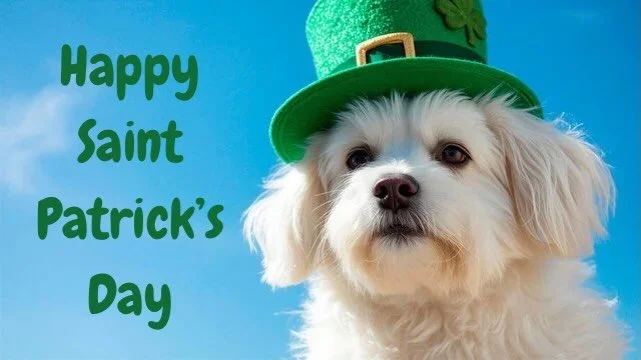 Chasing rainbows, treats, and good behavior 🌈🐶🦴 Happy Saint Patrick&rsquo;s Day 🍀
#dogsofinstagram #saintpatricksday☘️ #dogtraining #dogslife #unstoppablek9