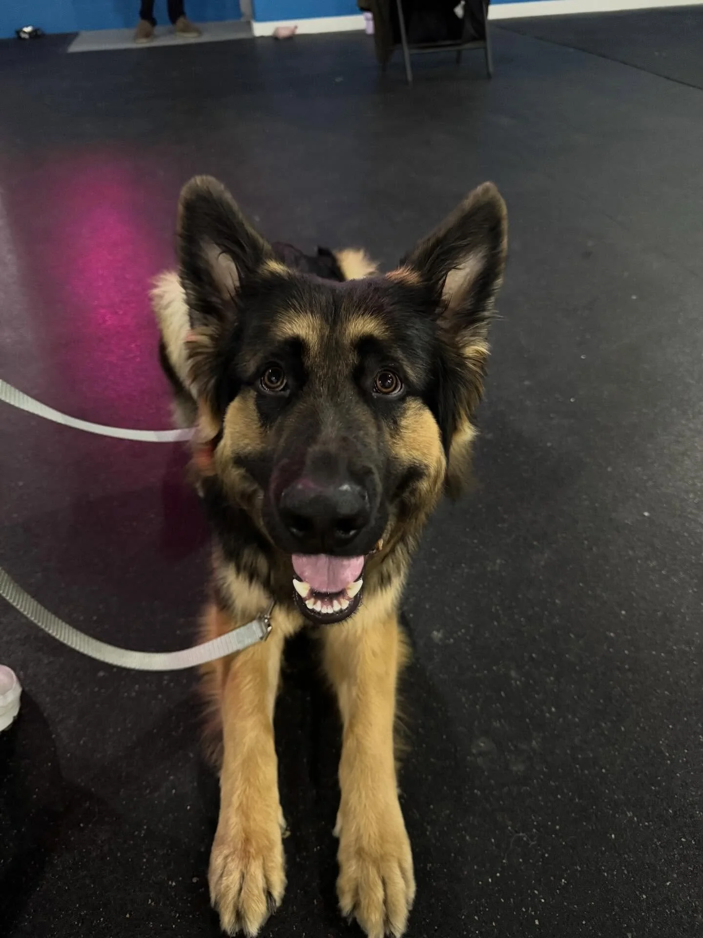 Round of appaws 👏🏼🐾 for some of our most recent Intermediate Class and Impulse Control Class graduates 🎓 
#dogsofinstagram #dogtrainer #dogtraining #impulsecontrol #unstoppablek9