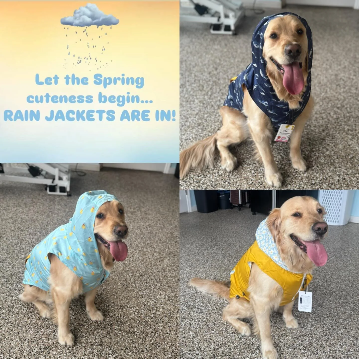 Keep your pup dry AND stylish this season 🌧️😎 come check out our new Spring rain jackets! 

#dogsofinstagram #aprilshowers #doglover #dogfashion #unstoppablek9