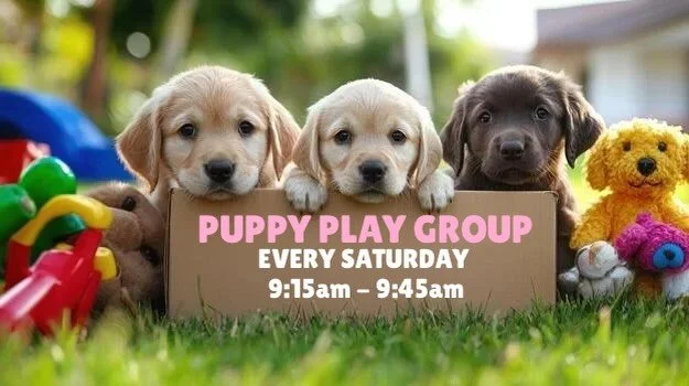Your puppy called. They want more friends.
We said Saturdays 9:15&ndash;9:45am works 🐶 joins us for our weekly Puppy Play Group sessions!

#puppyplaygroup #dogsofinstagram #dogtraining #puppysocialization #positivereinforcement