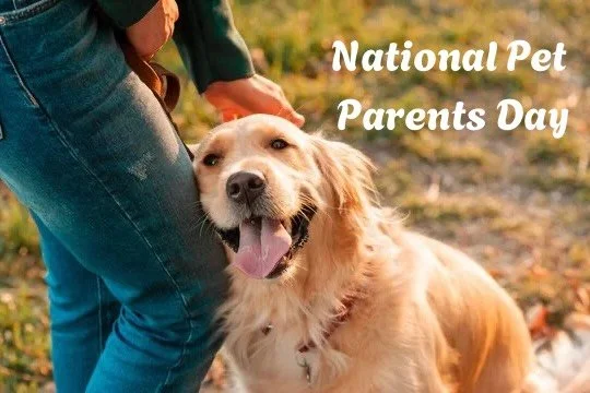Happy National Pet Parents Day 🐾
To the ones who show up, stay consistent, and put in the work- your dogs are thriving because of you. We&rsquo;re so proud to be part of your journey❤️

#dogtraining #positivereinforcement #petparent #nationalpetpare