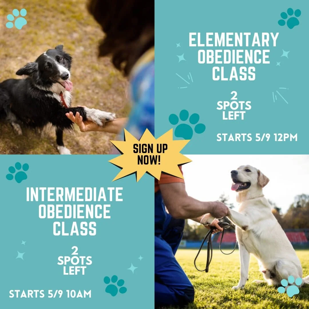 LIMITED SPOTS AVAILABLE in our upcoming Elementary Obedience Class &amp; our Intermediate Obedience Class ‼️ sign up now! 🐾

#dogtraining #obedience #positivereinforcementtraining #leashwalking #puppiesofig