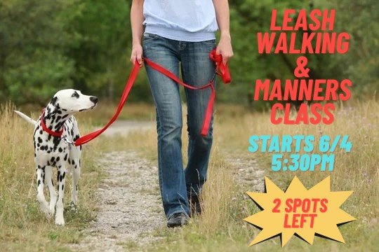 A SPOTS LEFT❕in our Leash Walking &amp; Manners class starting on June 4th! Sign your pup up ASAP 🐾🦮

#dogtrainer #dogtraining #dogsofinstagram #leashwalking #positivereinforcementtraining