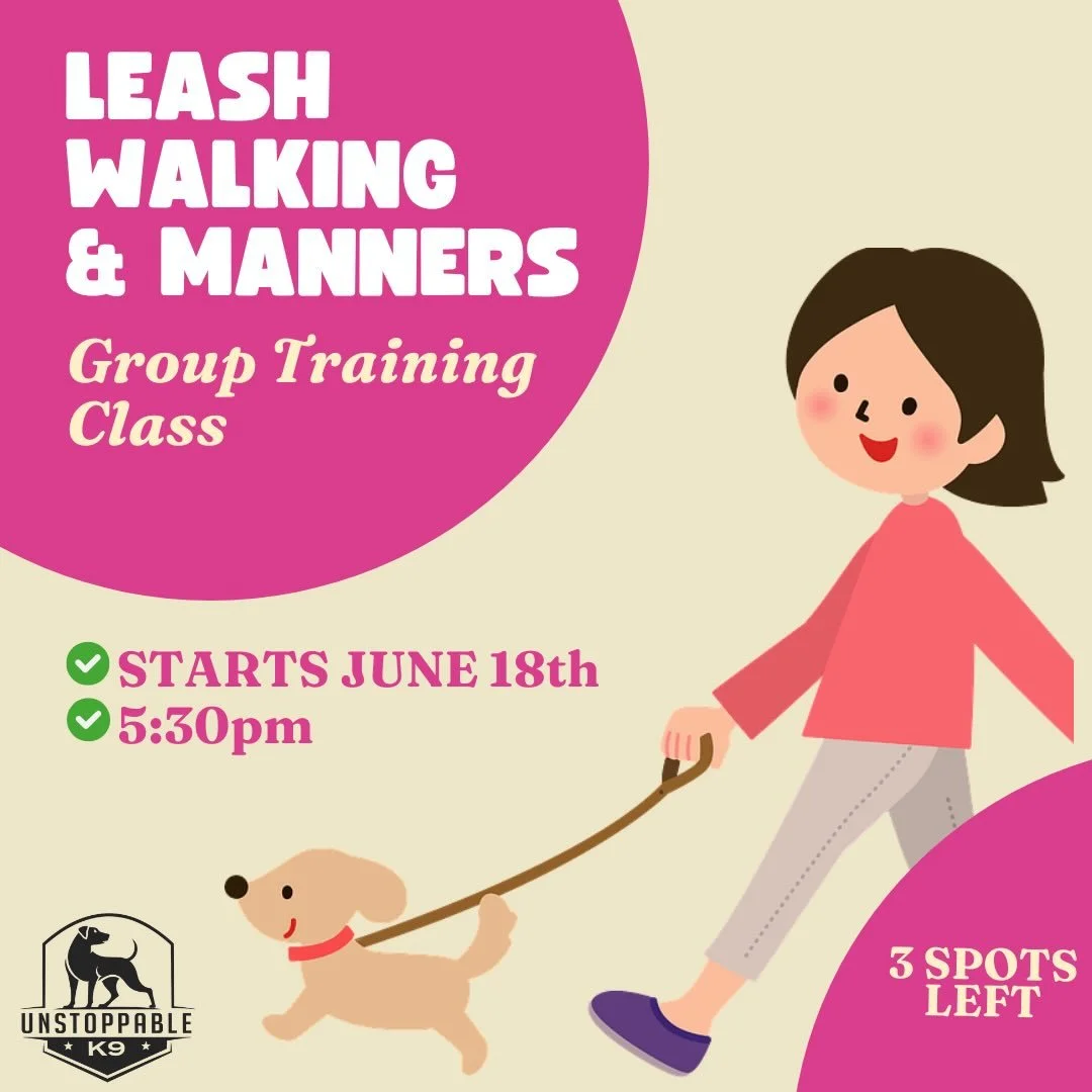 Leash Walking &amp; Manners Class starting June 18th❗️🦮 walks with your dog don&rsquo;t have to be stressful- sign your dog up ASAP for this informative &amp; enrichment-filled experience 🐾

#dogsofinstagram #leashwalking #dogtrainer #dogtraining #