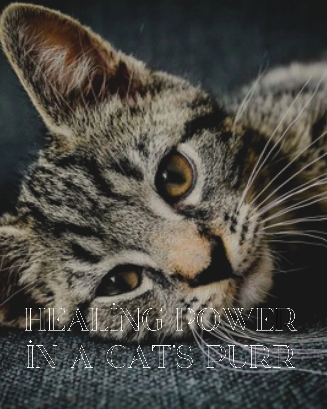Did you know that a cat&rsquo;s purr isn&rsquo;t just soothing&mdash;it can actually support healing? 🌿 

Studies show that the frequency of purring (25-150 Hz) promotes bone regeneration, reduces pain &amp; lowers stress. Just being near a purring 