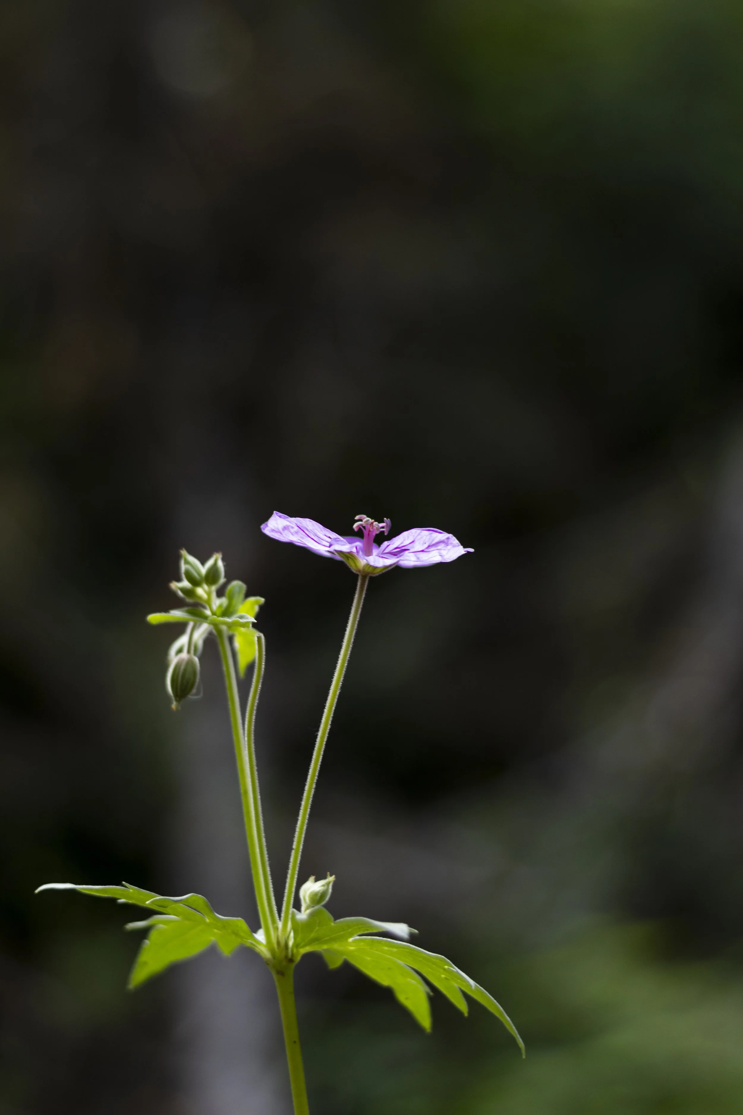 Close-up of a single pink and purple flower with a few buds on a green stem, against a dark blurred background.