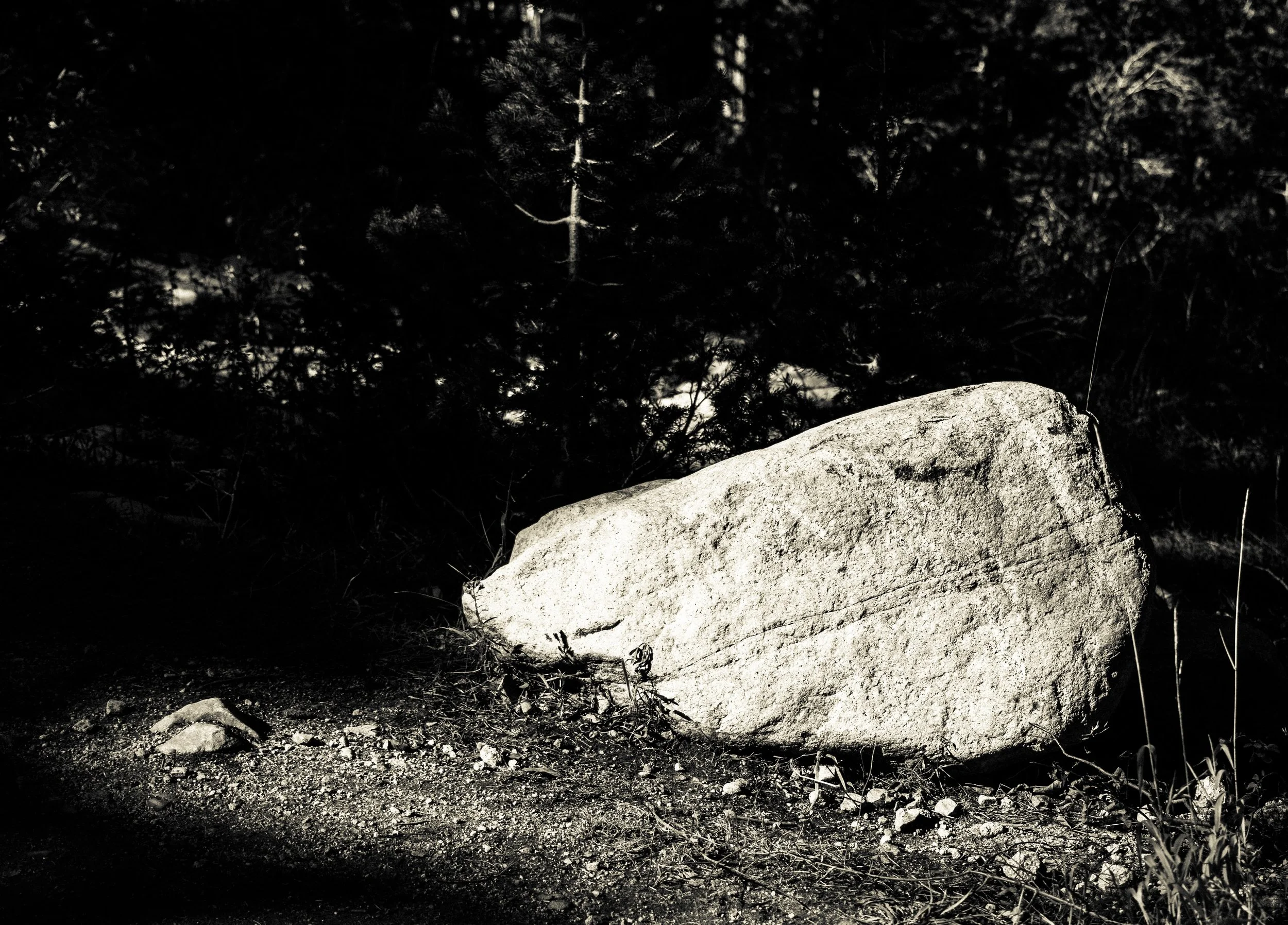 A large light-colored rock on the ground in front of a dark forest background, with shadows and small debris around.