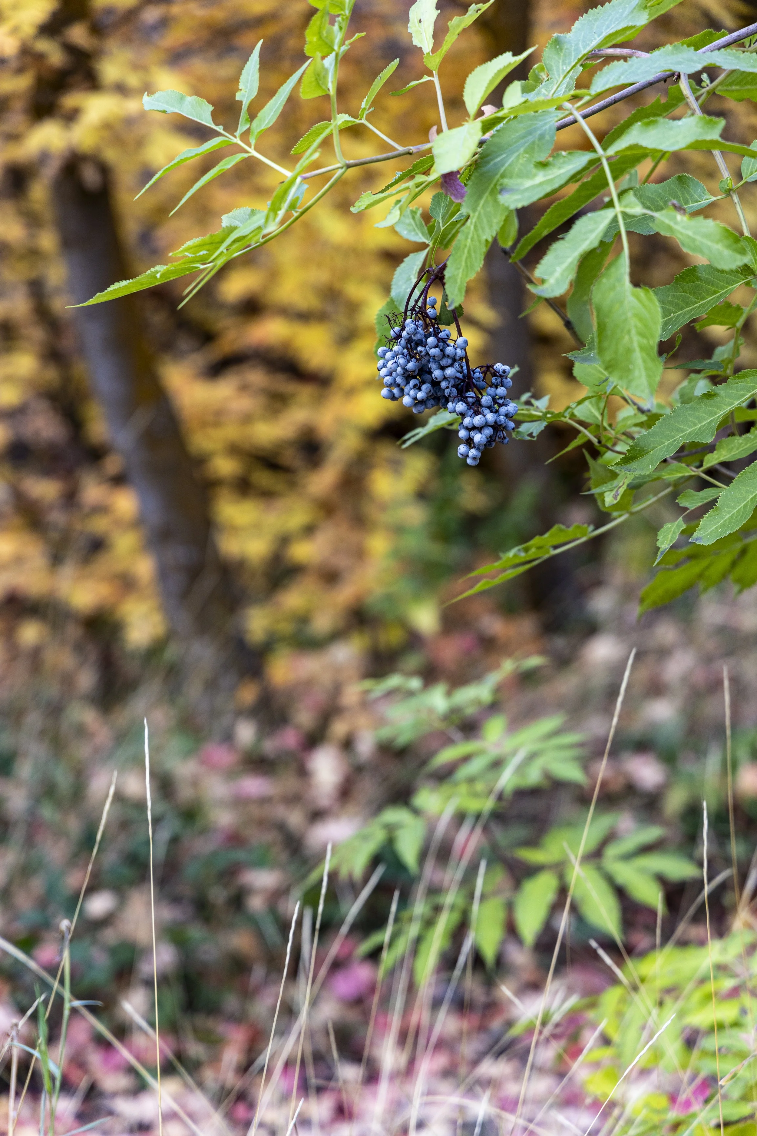 Close-up of a bunch of blue berries hanging from a branch with green leaves, with autumn-colored foliage in the background.