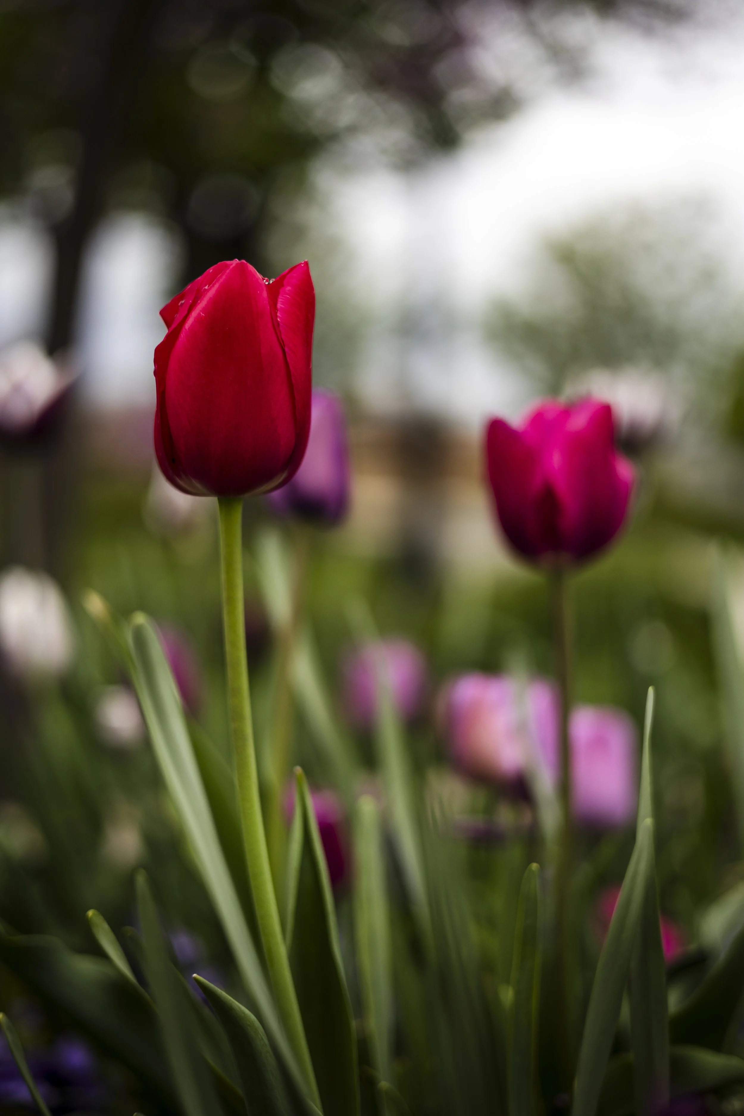 Close-up of red tulip in a garden with more tulips and blurred greenery in the background.