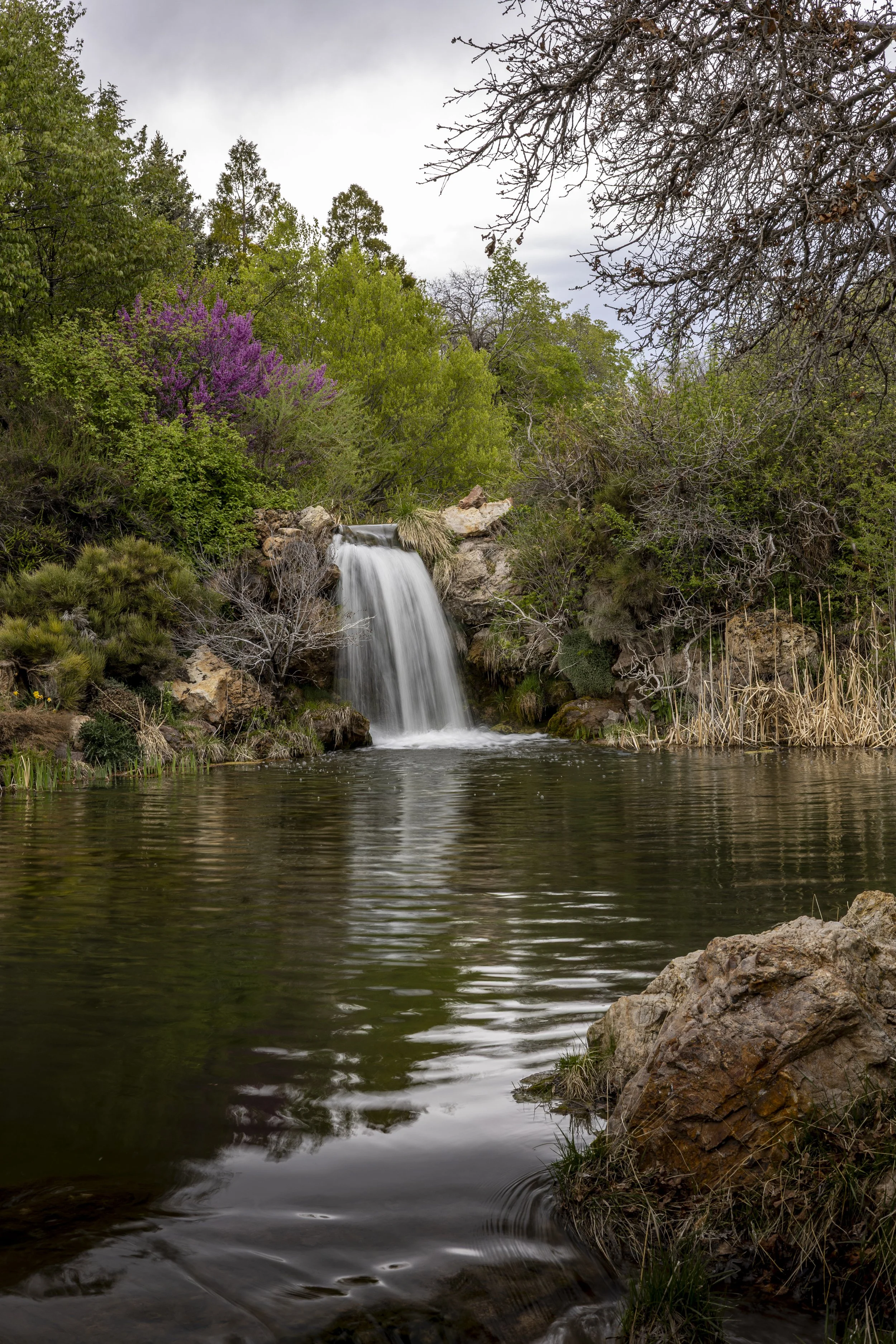 A small waterfall flowing into a calm pond surrounded by lush green trees and bushes, with some purple flowers to the left and rocks near the water's edge.