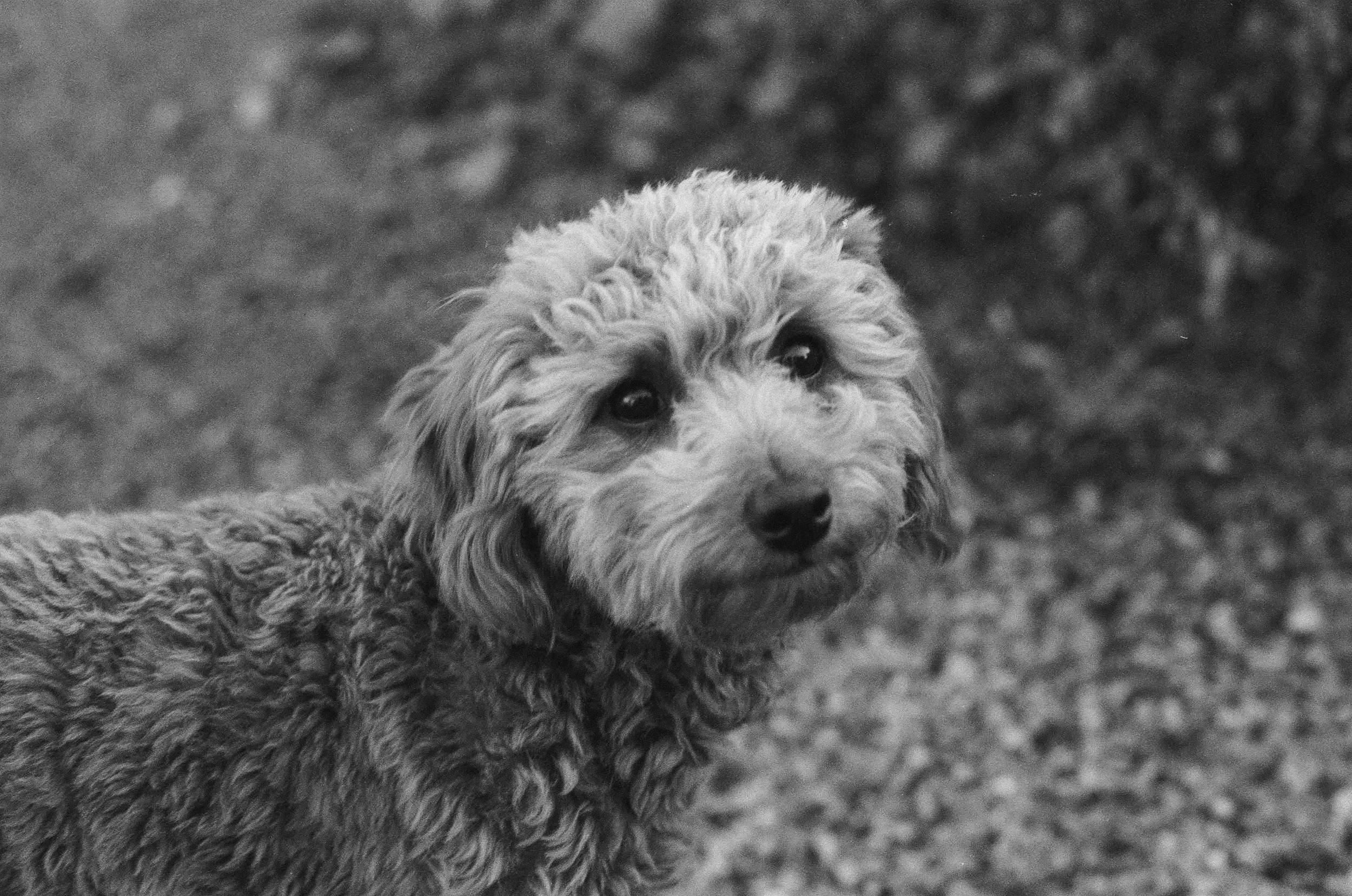 Black and white photo of a curly-haired dog looking over its shoulder, with a blurred background.