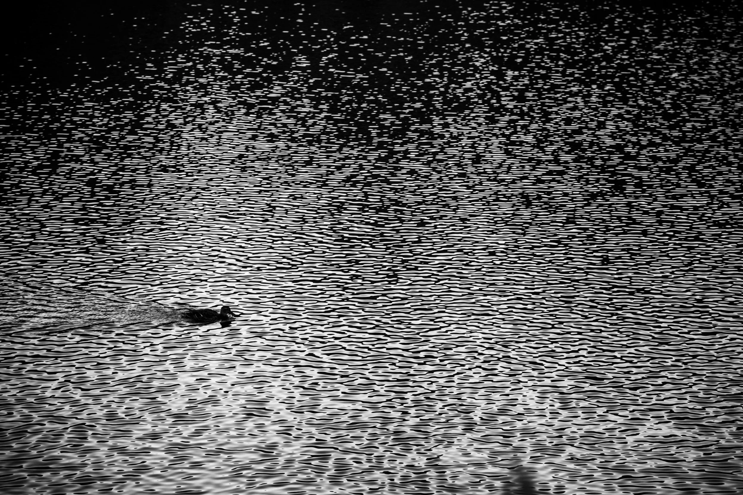 A person swimming in a large body of water with textured ripples, captured in black and white.