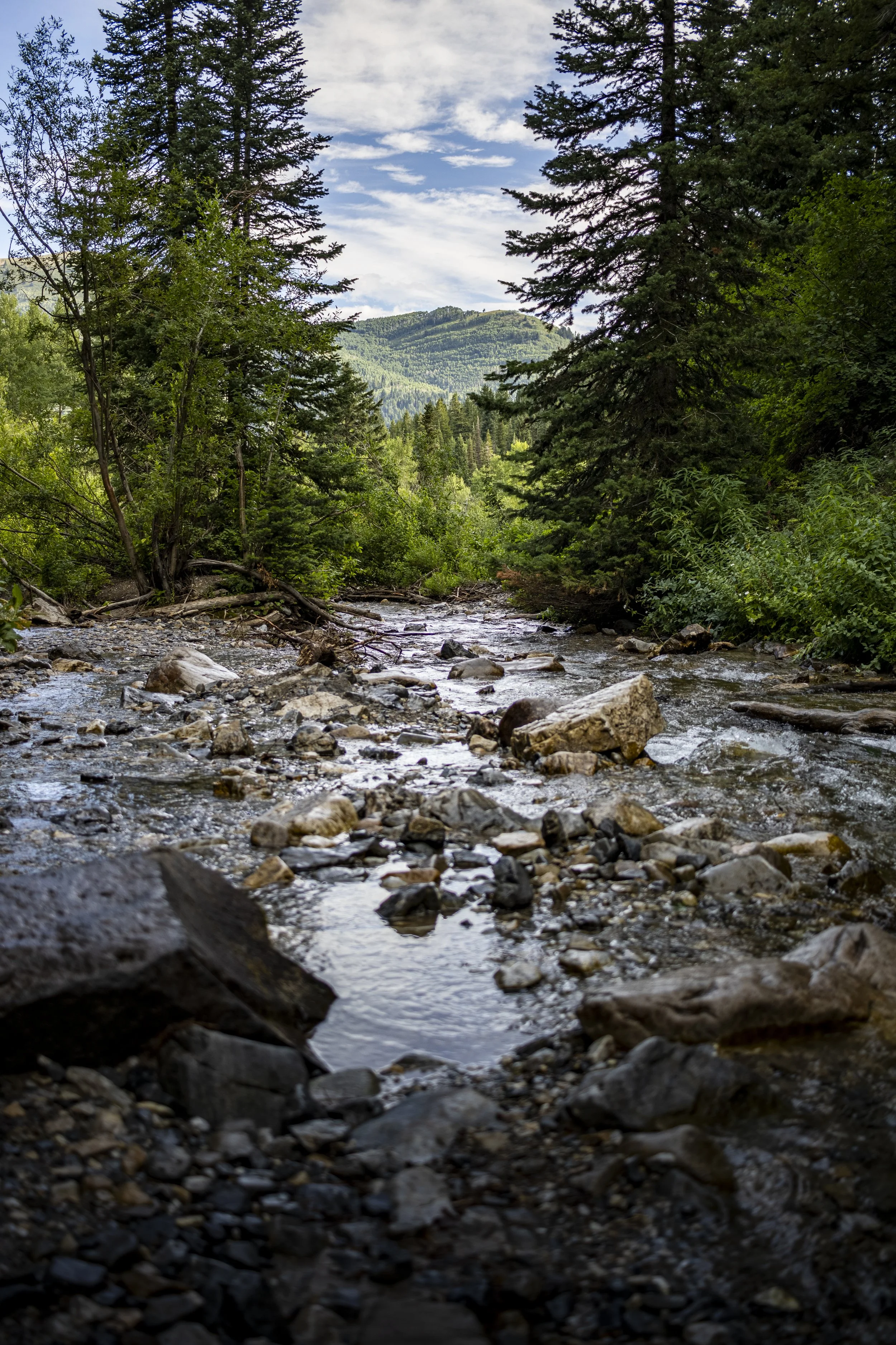 A mountain stream flowing through a lush green forest with tall pine trees under a partly cloudy sky.