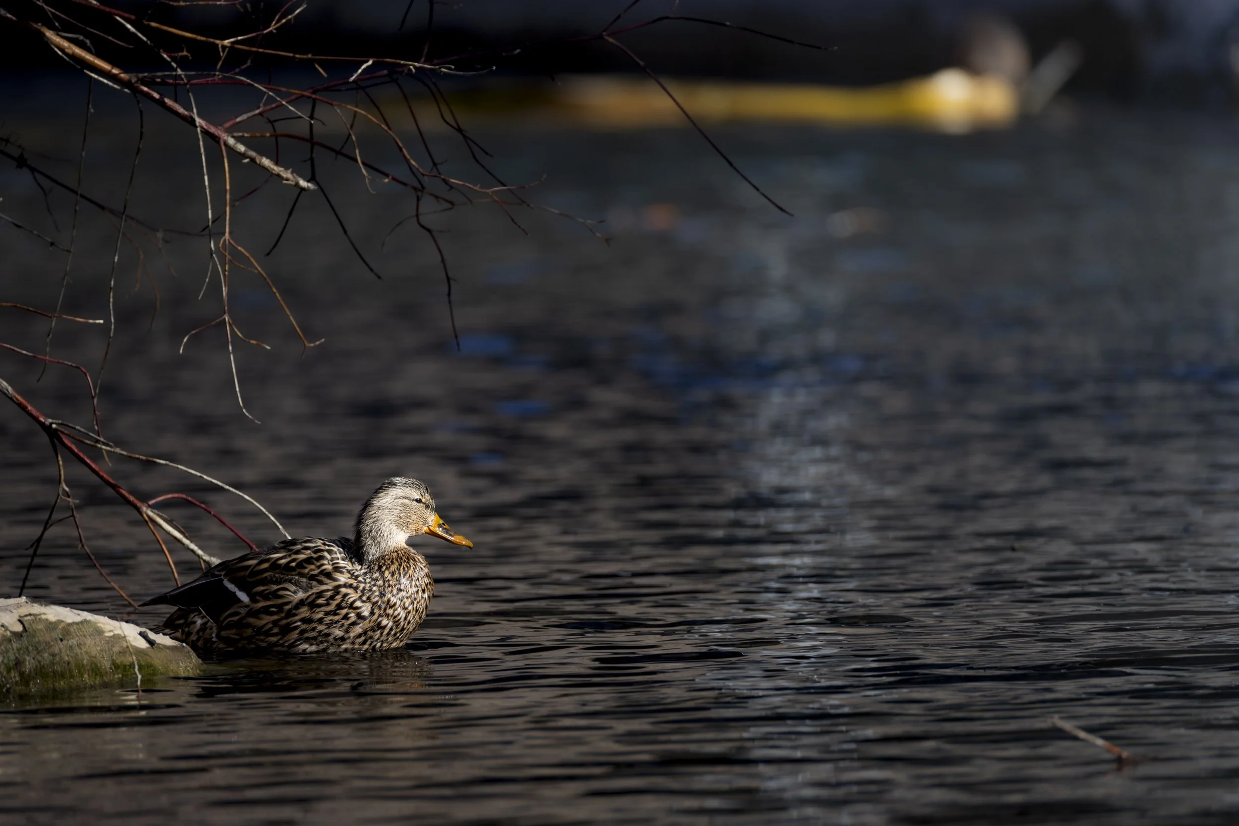 A duck resting on the edge of a body of water, with tree branches overhead and ripples on the water's surface.