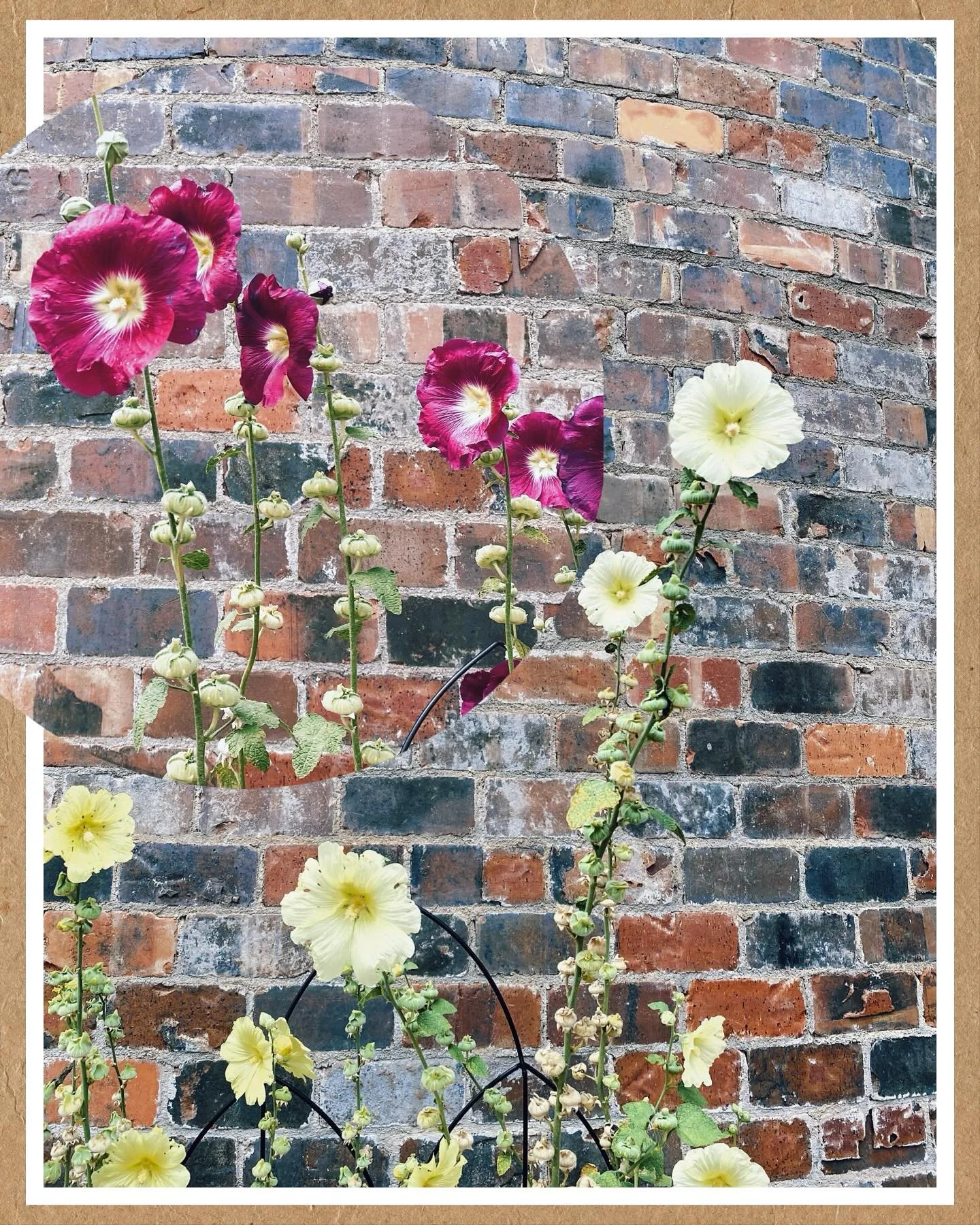 I miss when we were all just posting pretty pictures and no one was trying to sell you anything. 

Here you go. Enjoy some flowers. Go about your day. 🌼🌸