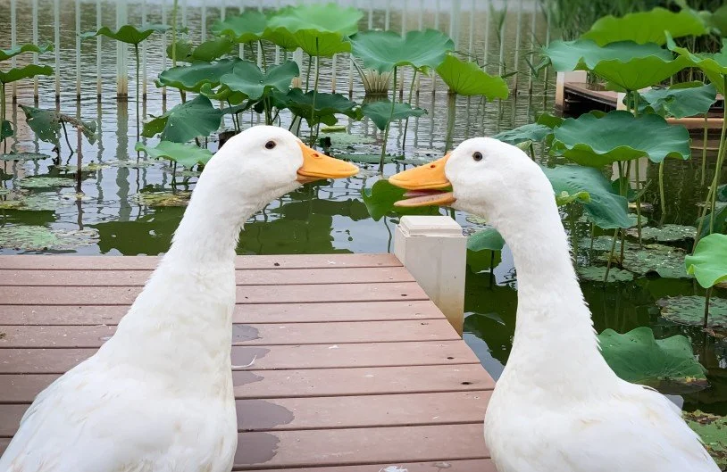 Why Referrals Matter: Igniting Growth Through Client Advocacy