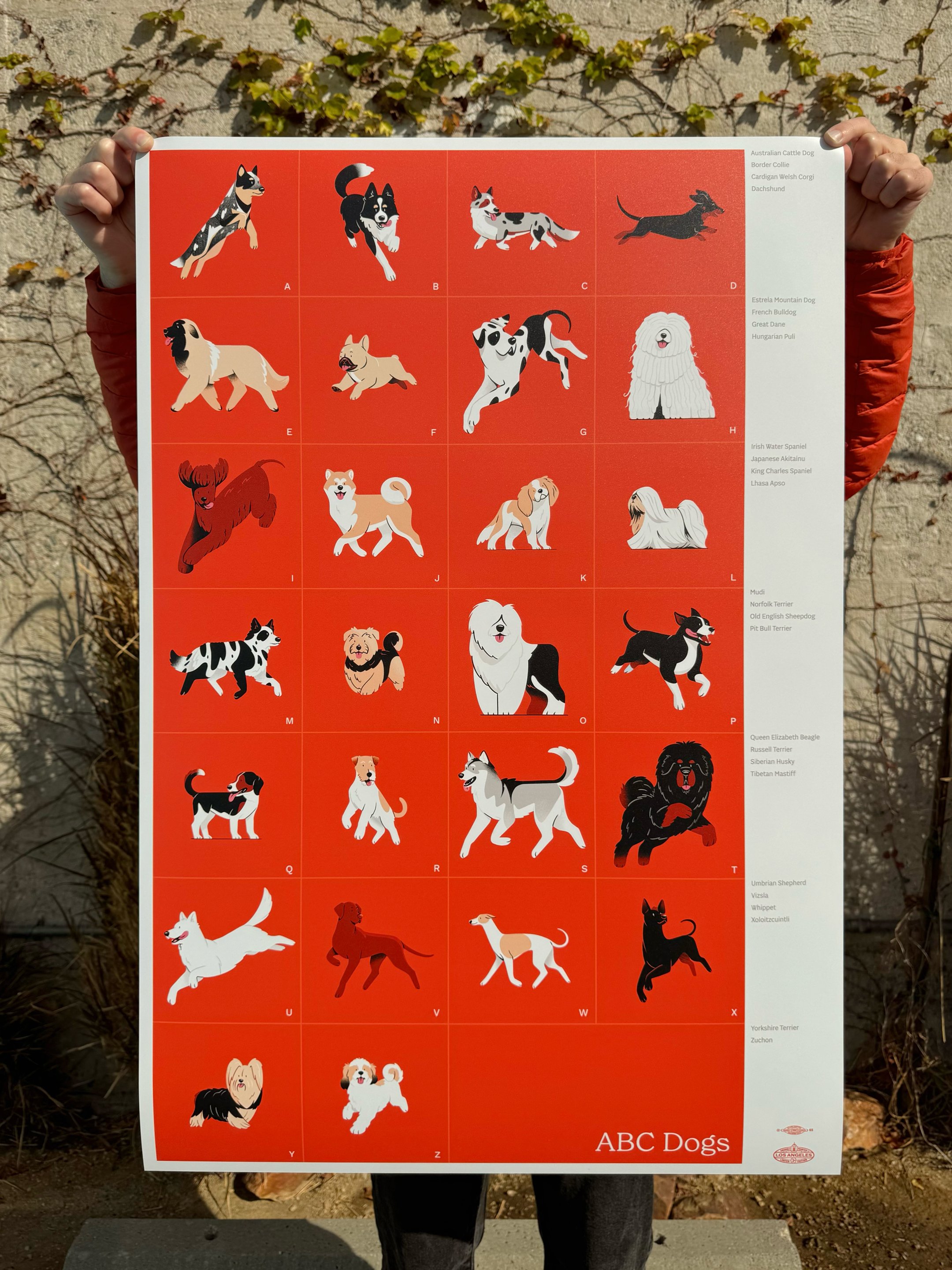 Illustrated poster titled 'ABC Dogs' featuring twenty six dog breeds; one for each letter of the alphabet.