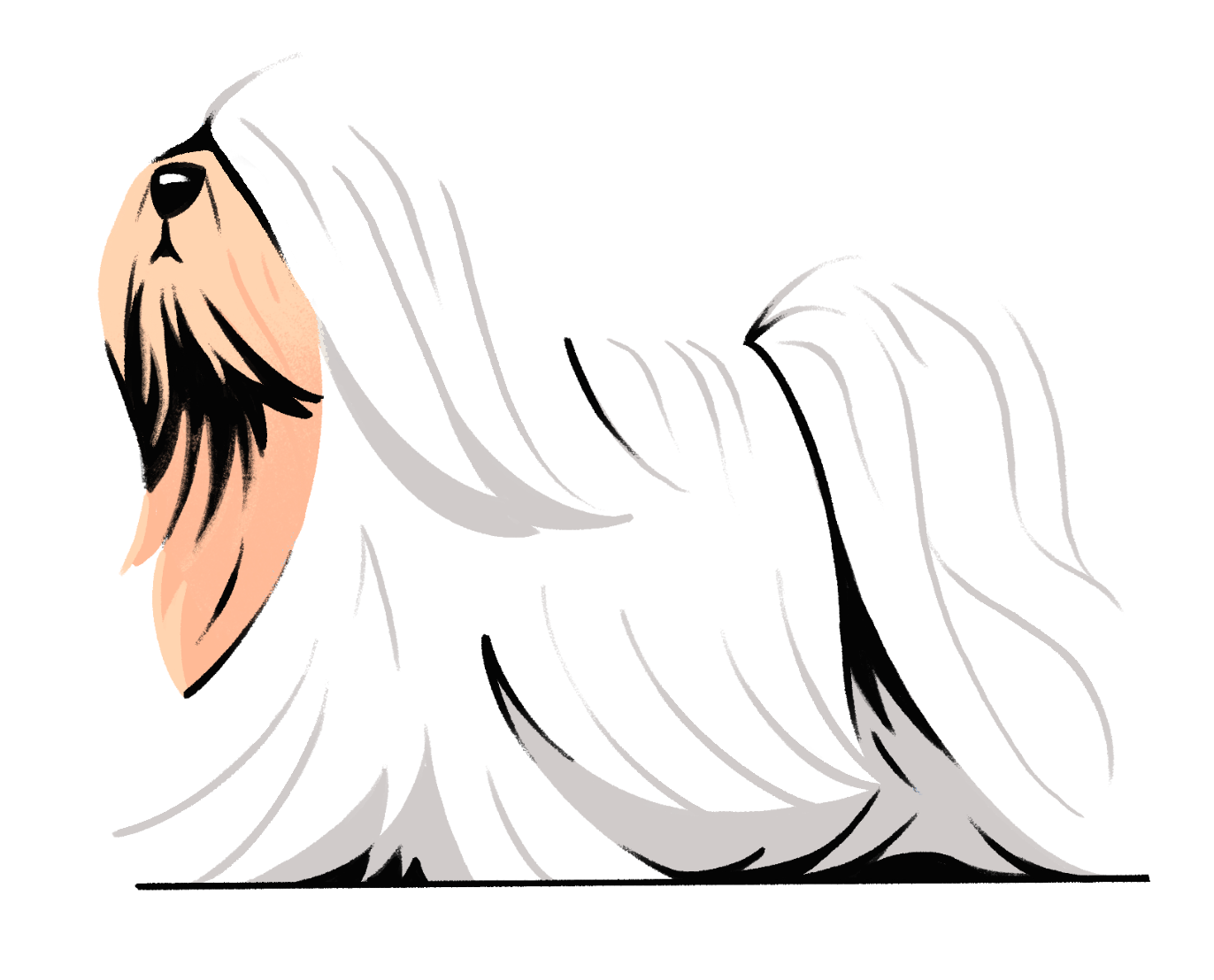 Illustration of a Lhasa Apso, with black facial features, white and light gray fur, and a pinkish nose.