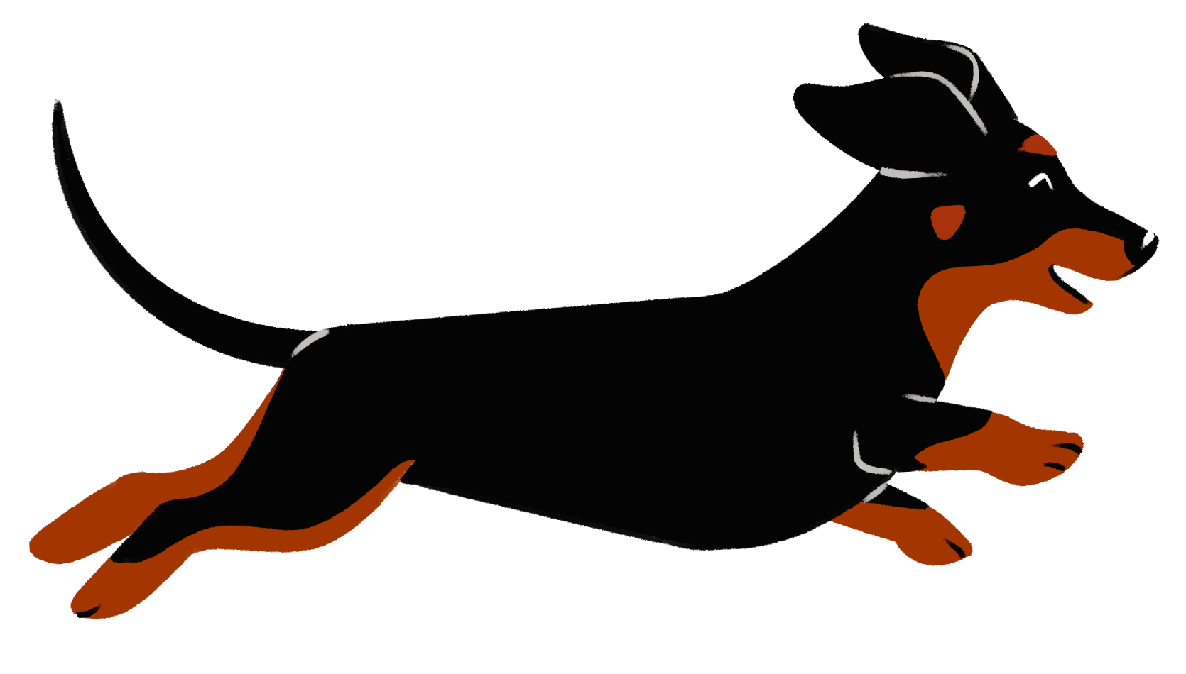 Illustration of a black and brown dachshund dog in motion, with its tail raised and tongue slightly out.