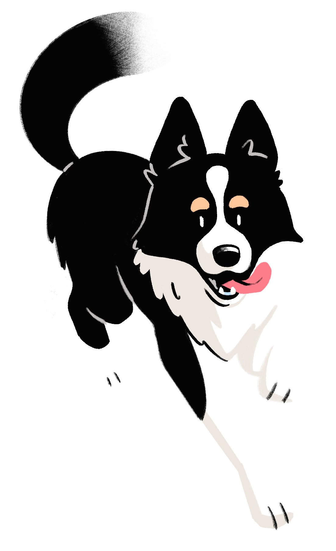 Illustration of a Border Collie jumping with its tongue out
