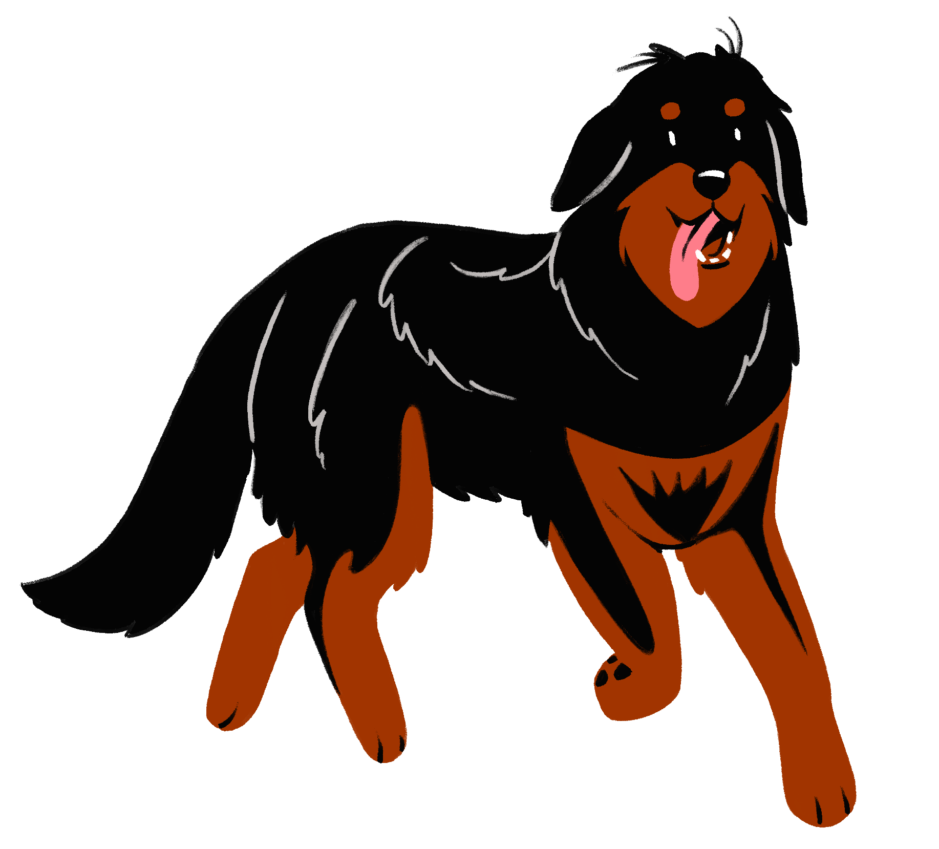 Illustration of a Bernese Mountain Dog with black, brown, and white fur, standing with its tongue out and smiling.