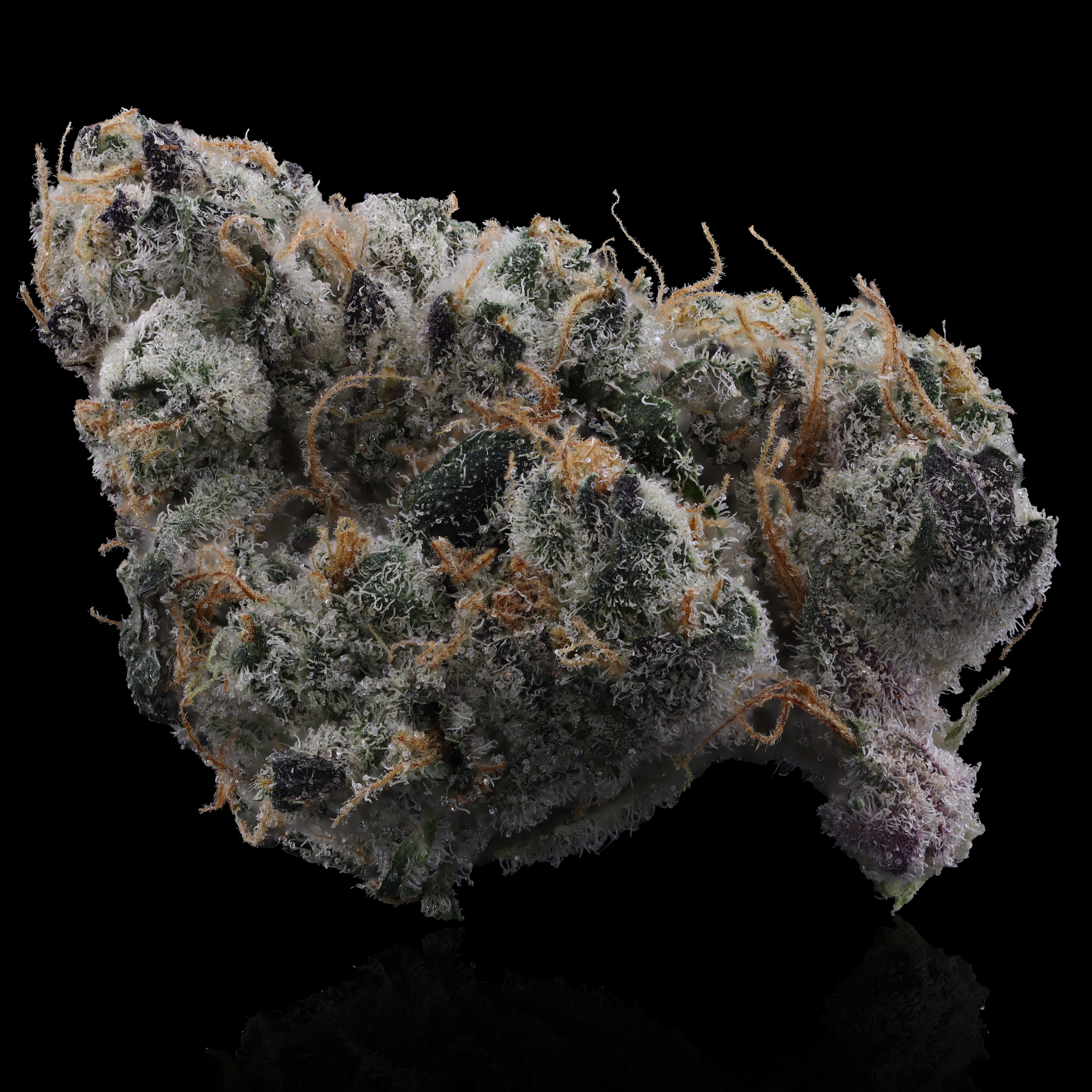 Garlic Fuel strain cultivated by Culta