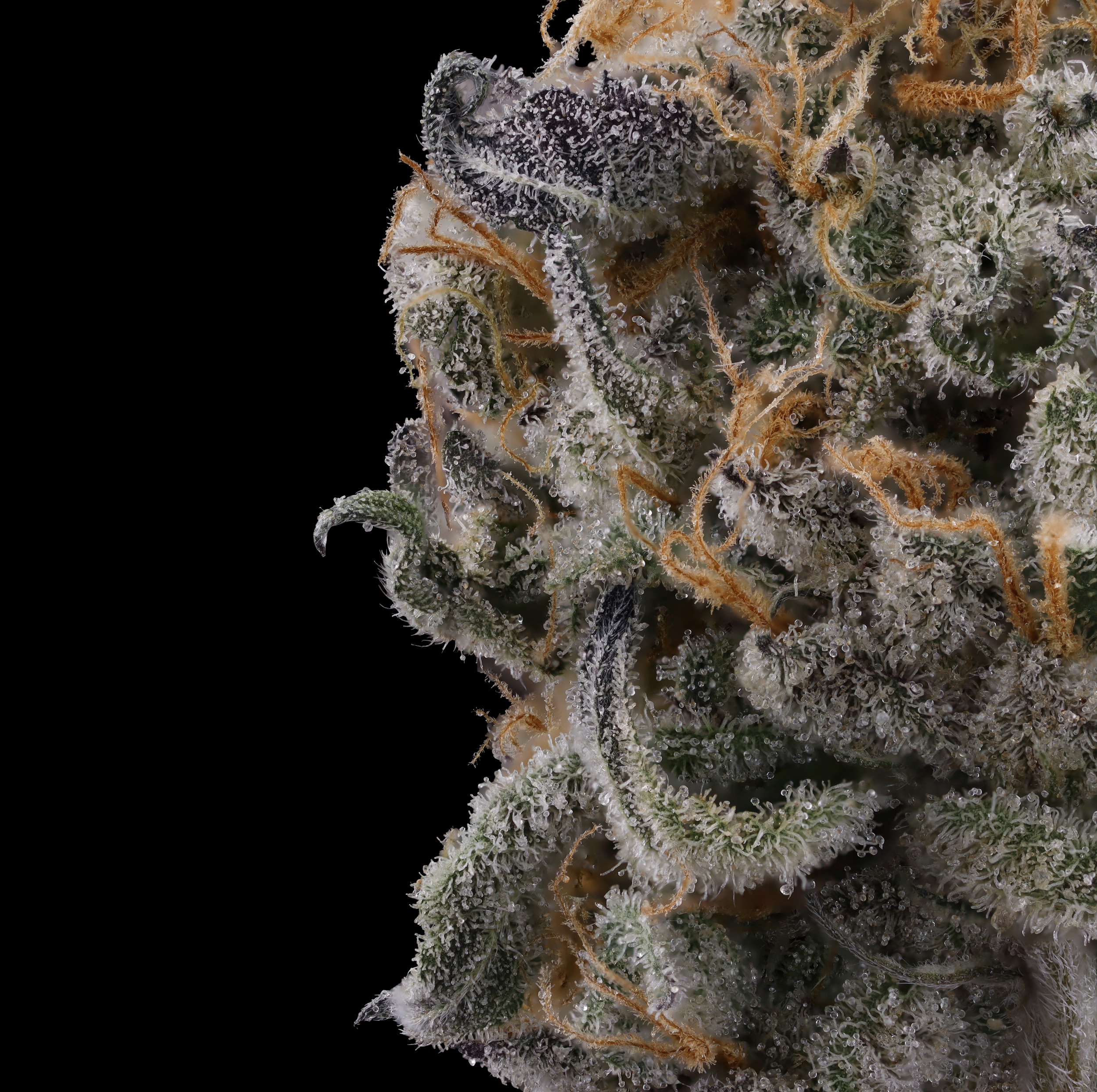 Gary-Payton-strain-by-Kusala-Care-macro