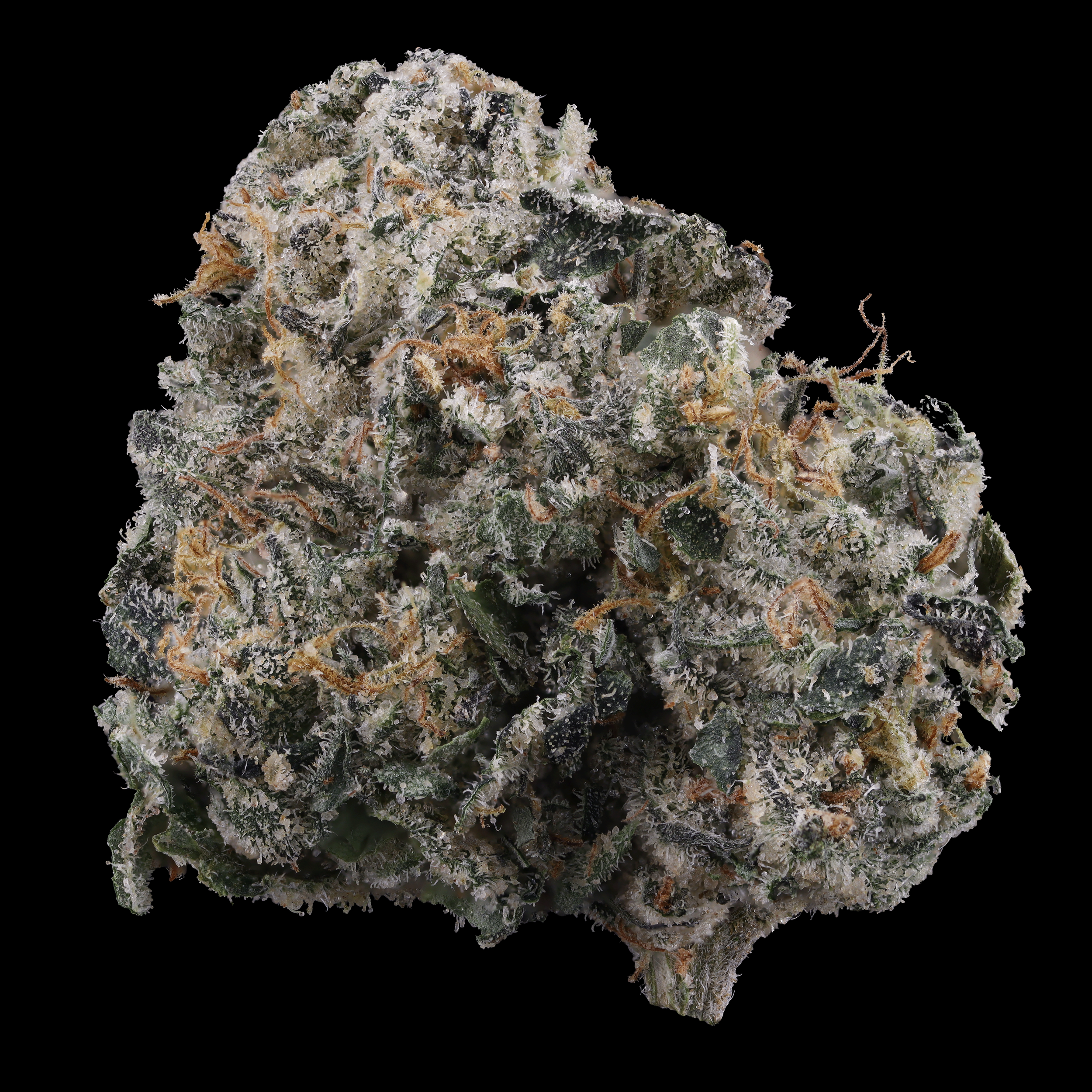 White-iverson-strain-by-kind-tree